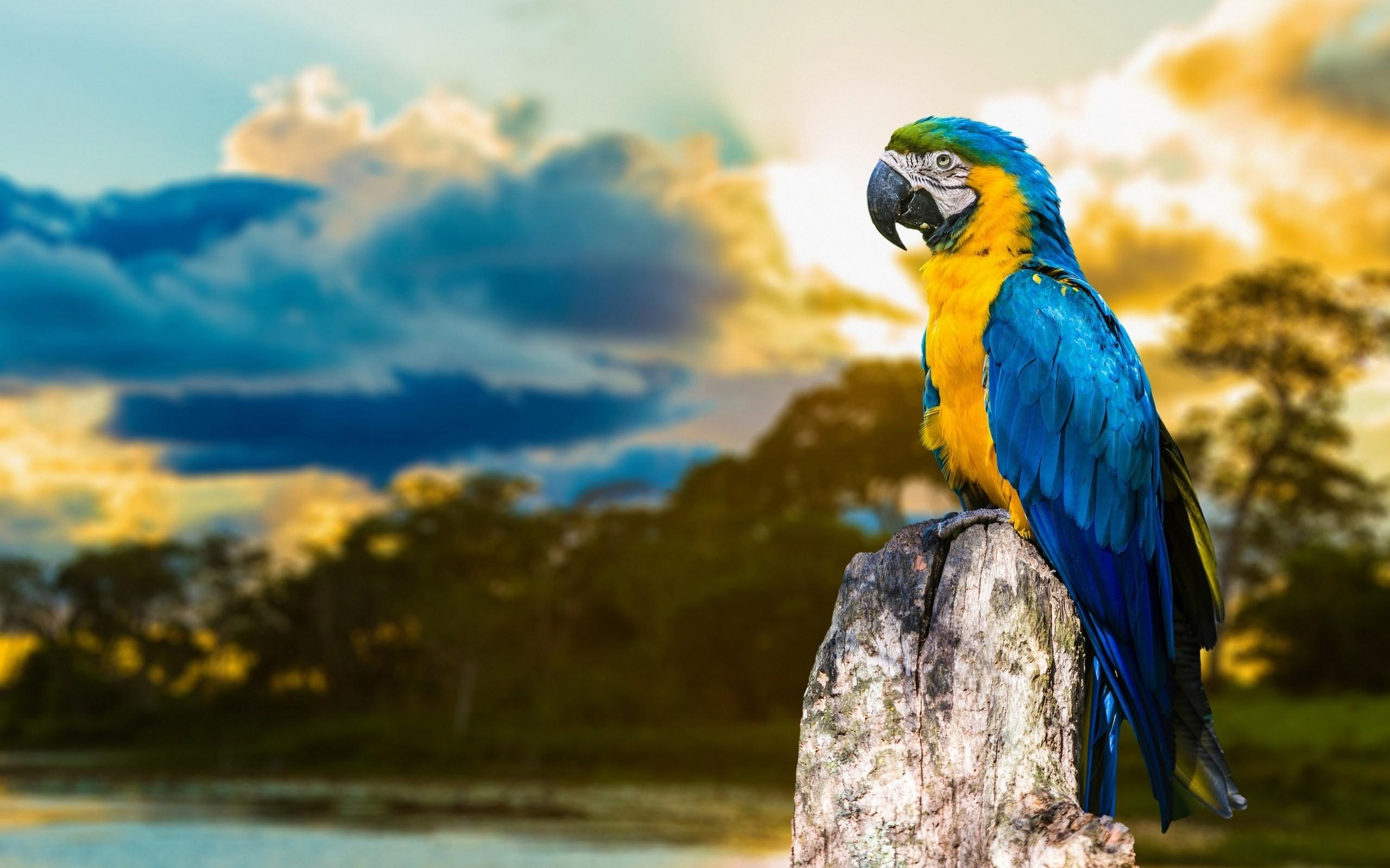 Beautiful Tropical Birds Colorful Parrots Love Birds Parrots On Branch 4k  Ultra Hd 1610 Desktop Backgrounds For Pc & Mac Laptop Tablet Mobile Phone :  Wallpapers13.com