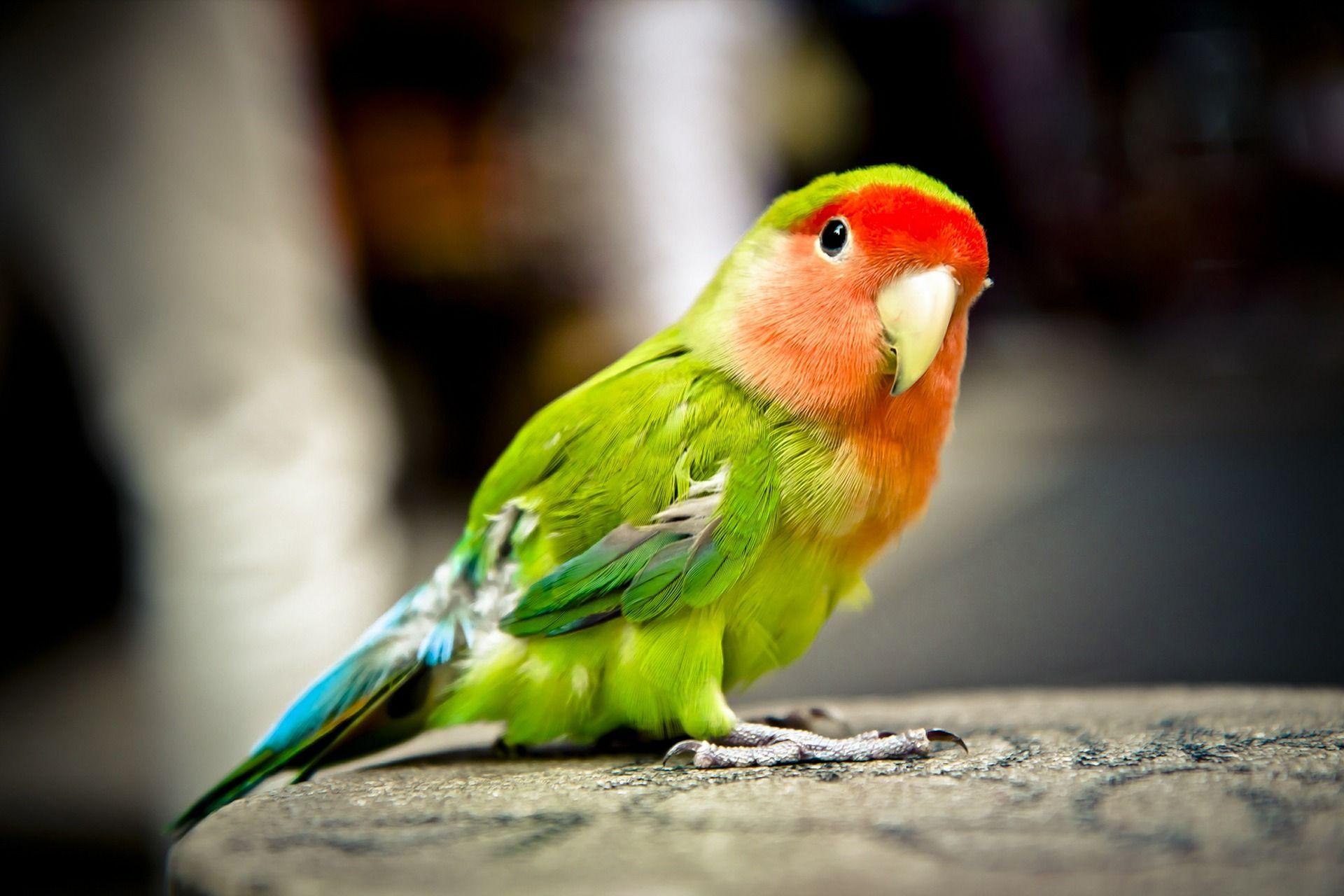Parrot Wallpaper. Free HD Colorful Image