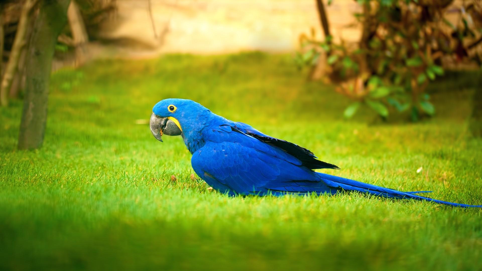 Macaw Bird Blue Parrot Birds #Wallpaper