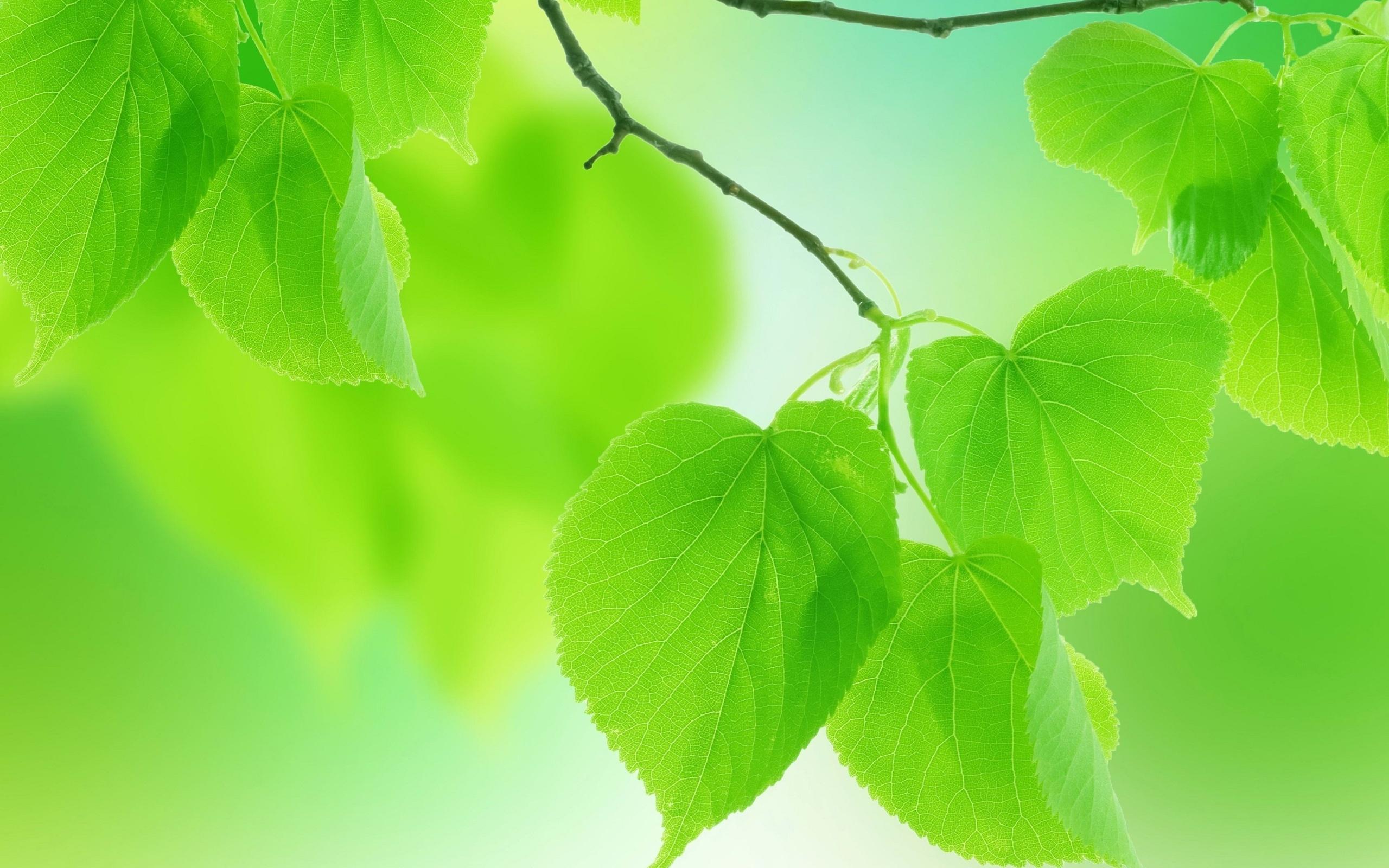 Leaf HD Wallpaper