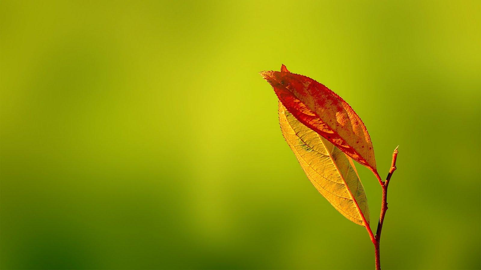 Leaf Wallpaper