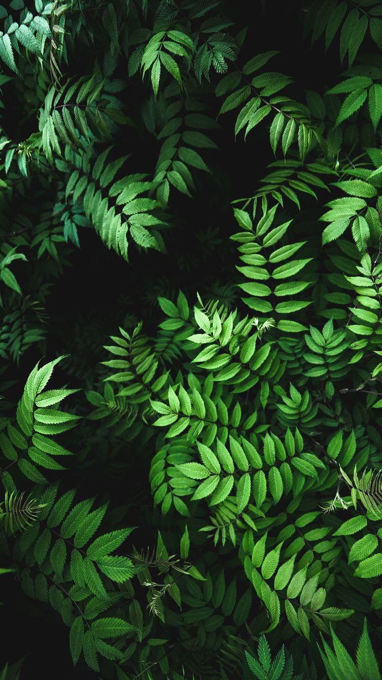 iPhone and Android Wallpaper: Green Leaves Wallpaper for iPhone and Android. Green leaf wallpaper, Plant wallpaper, Fern wallpaper