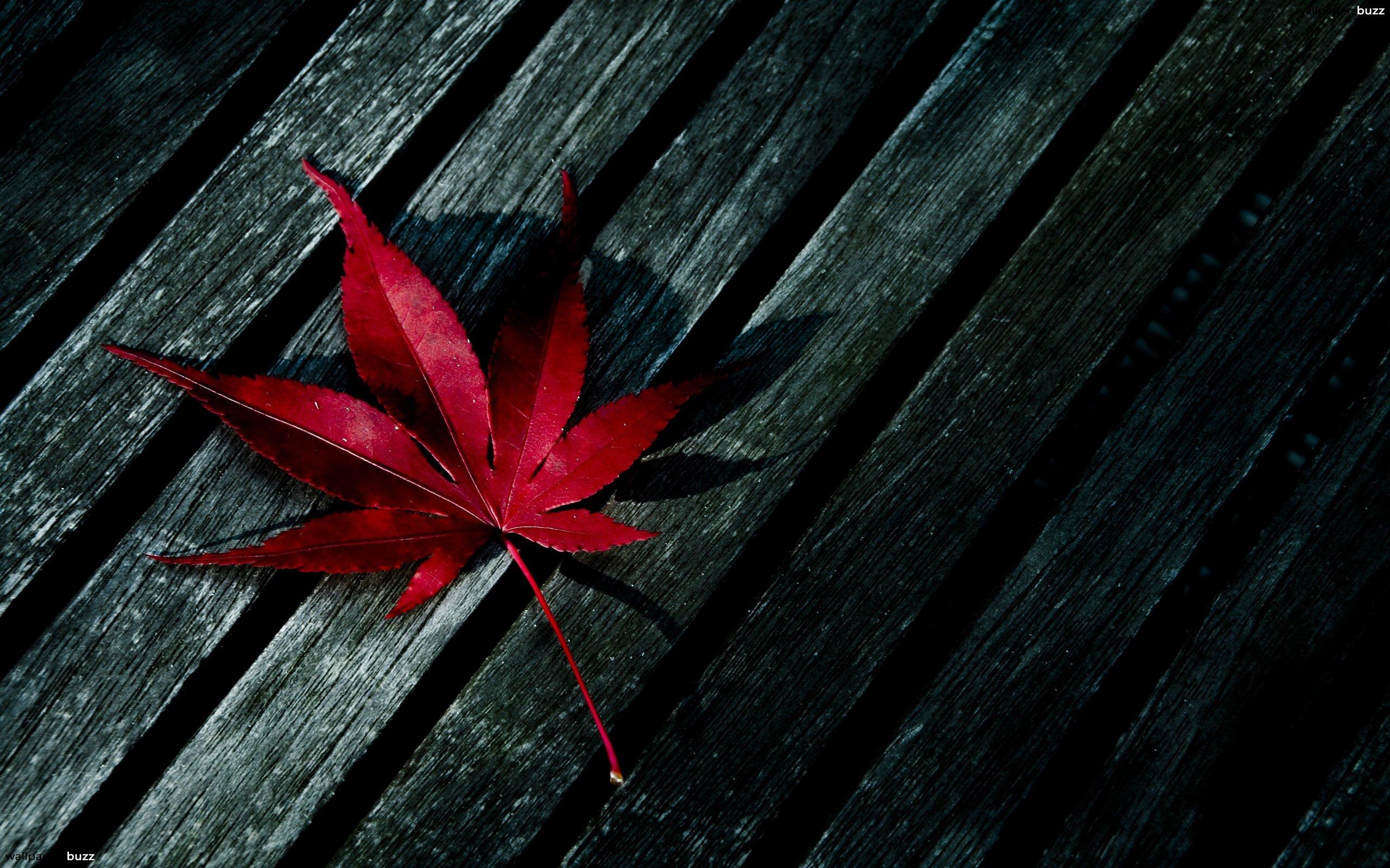 A Leaf on a bench HD Wallpaper