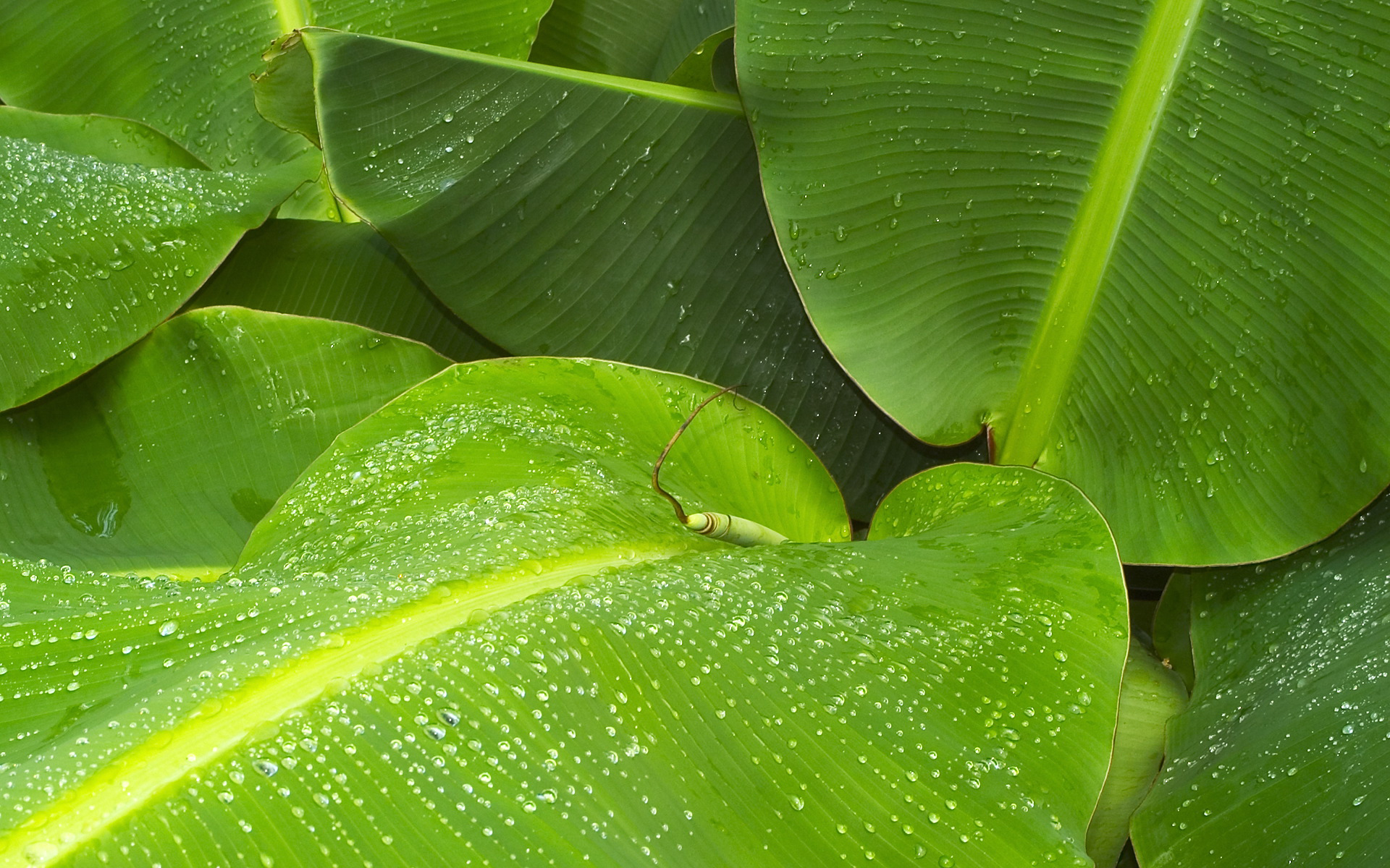 Banana Leaf Wallpaper HD