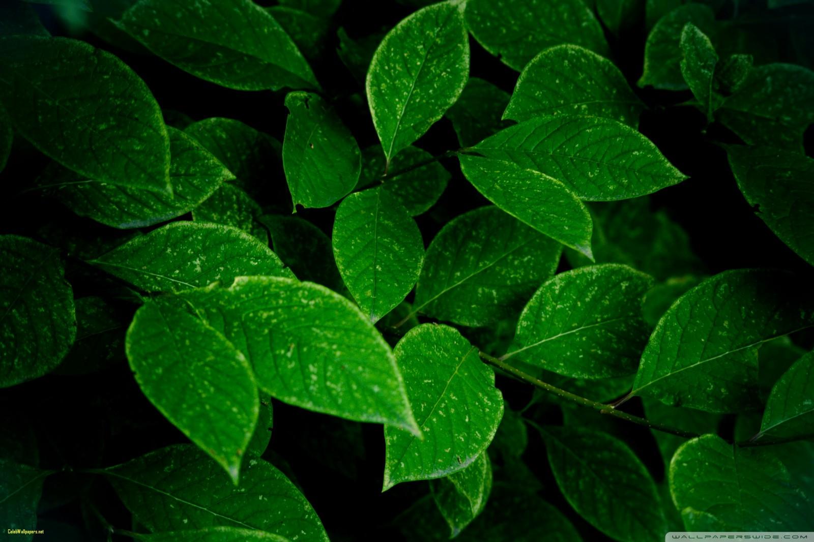 Leaf Wallpaper 23 X 1066