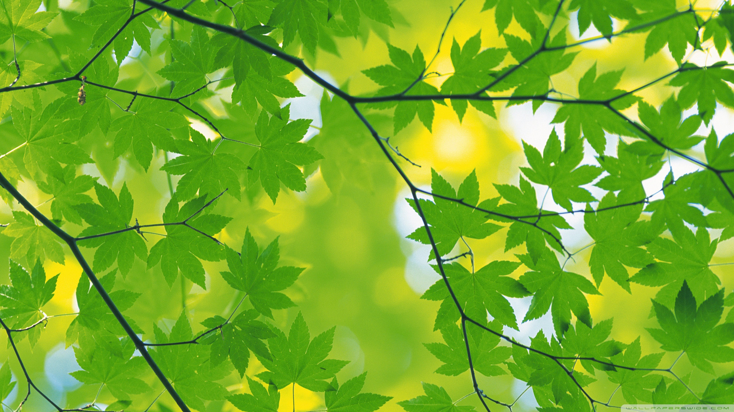 Green Leaf Wallpaper 8 X 1440