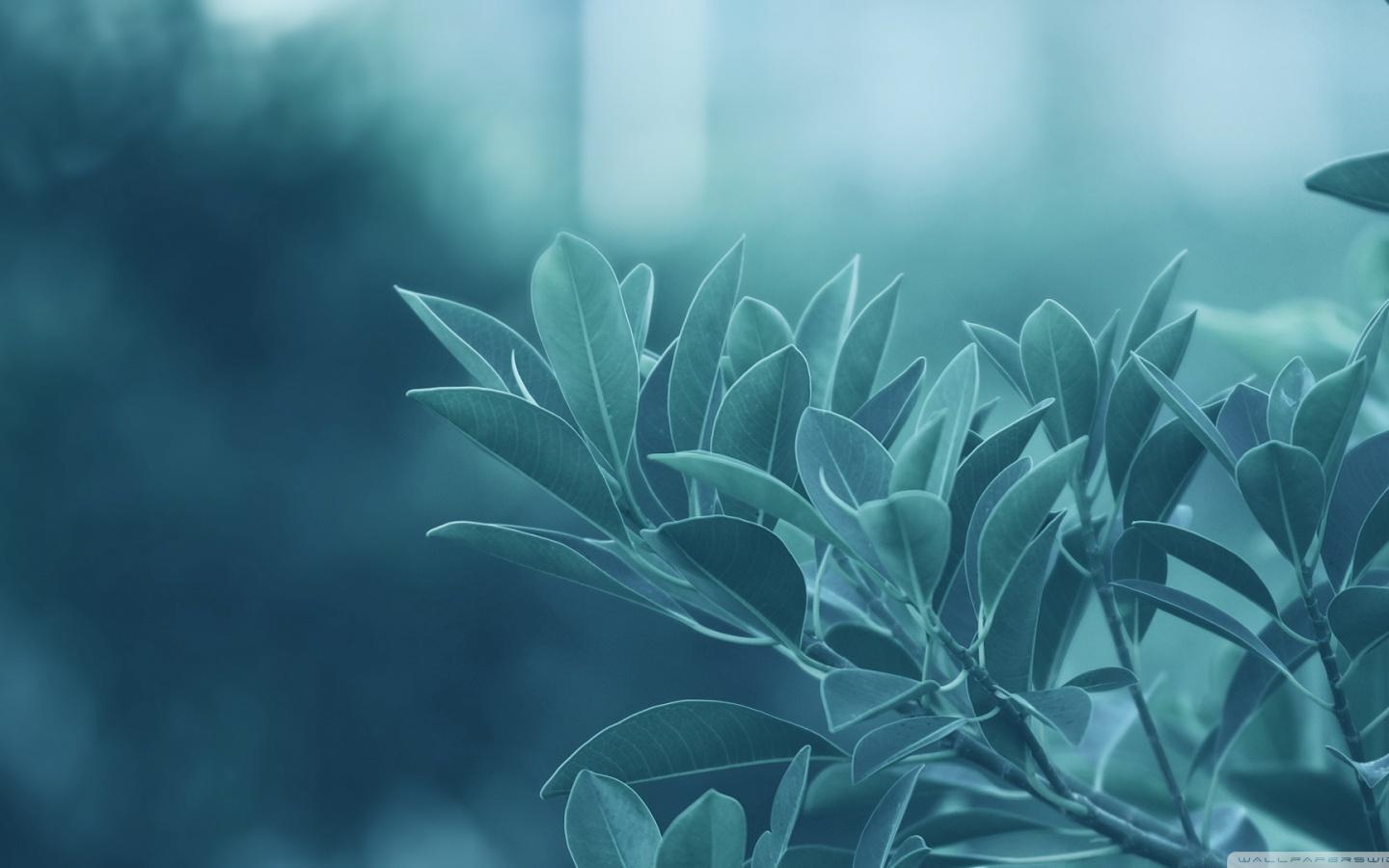 Wallpaper Blink Wallpaper HD 13 X 900 for Android