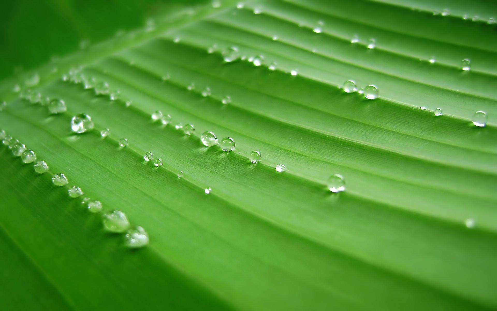 Banana Leaf Background