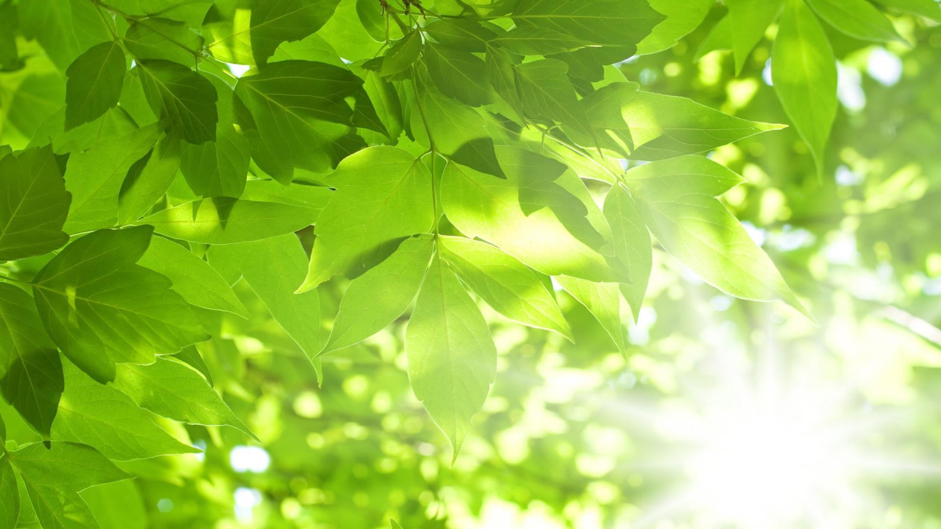 Wallpaper Blink Wallpaper HD 7 X 1600 for Android