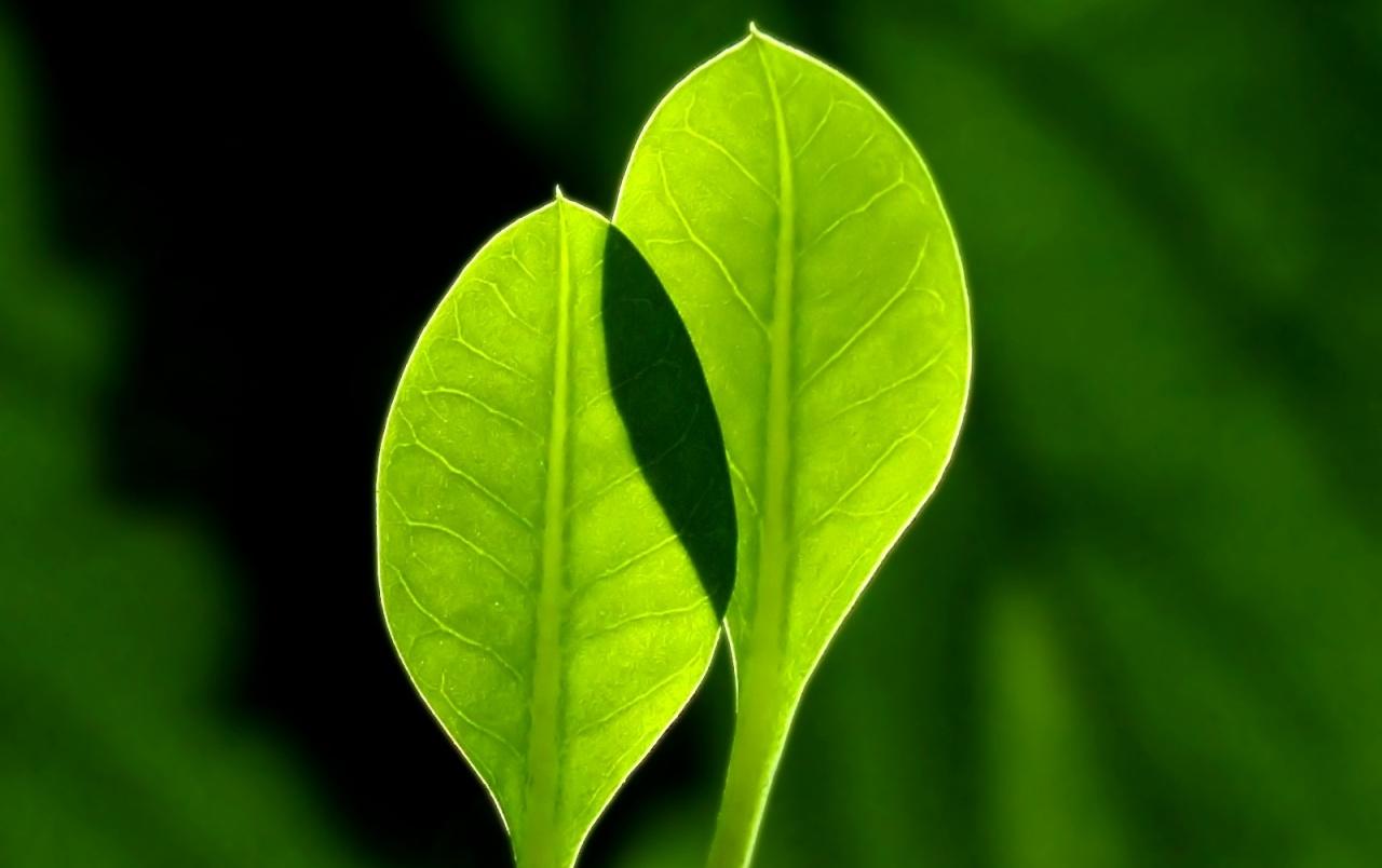 Two leaves wallpaper. Two leaves