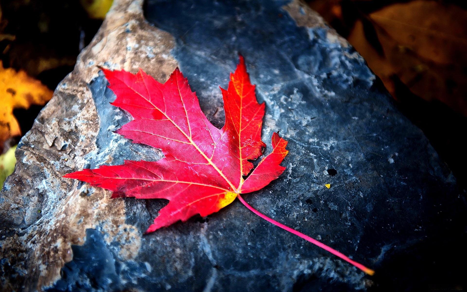 Red Leaf Wallpaper