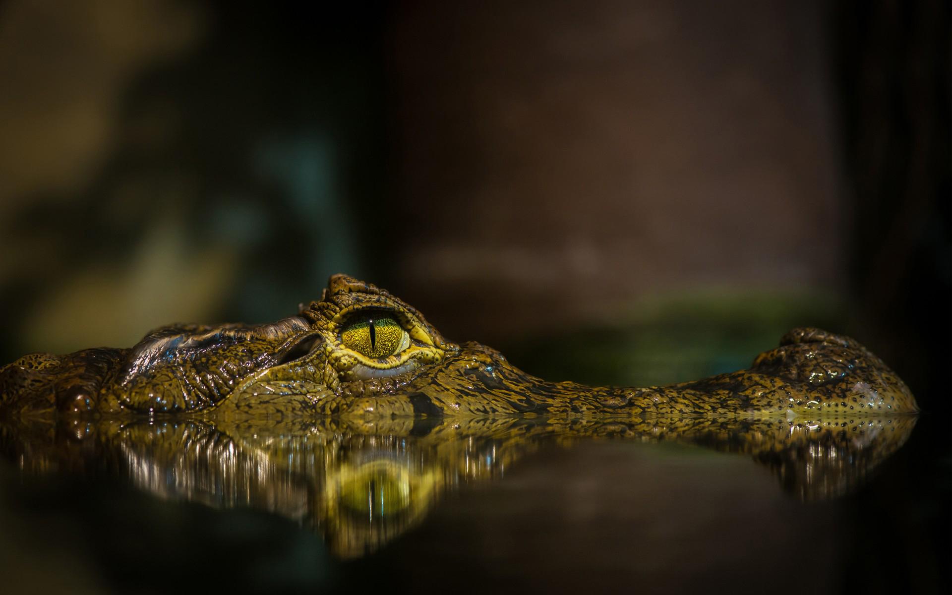 Crocodile HD Wallpaper