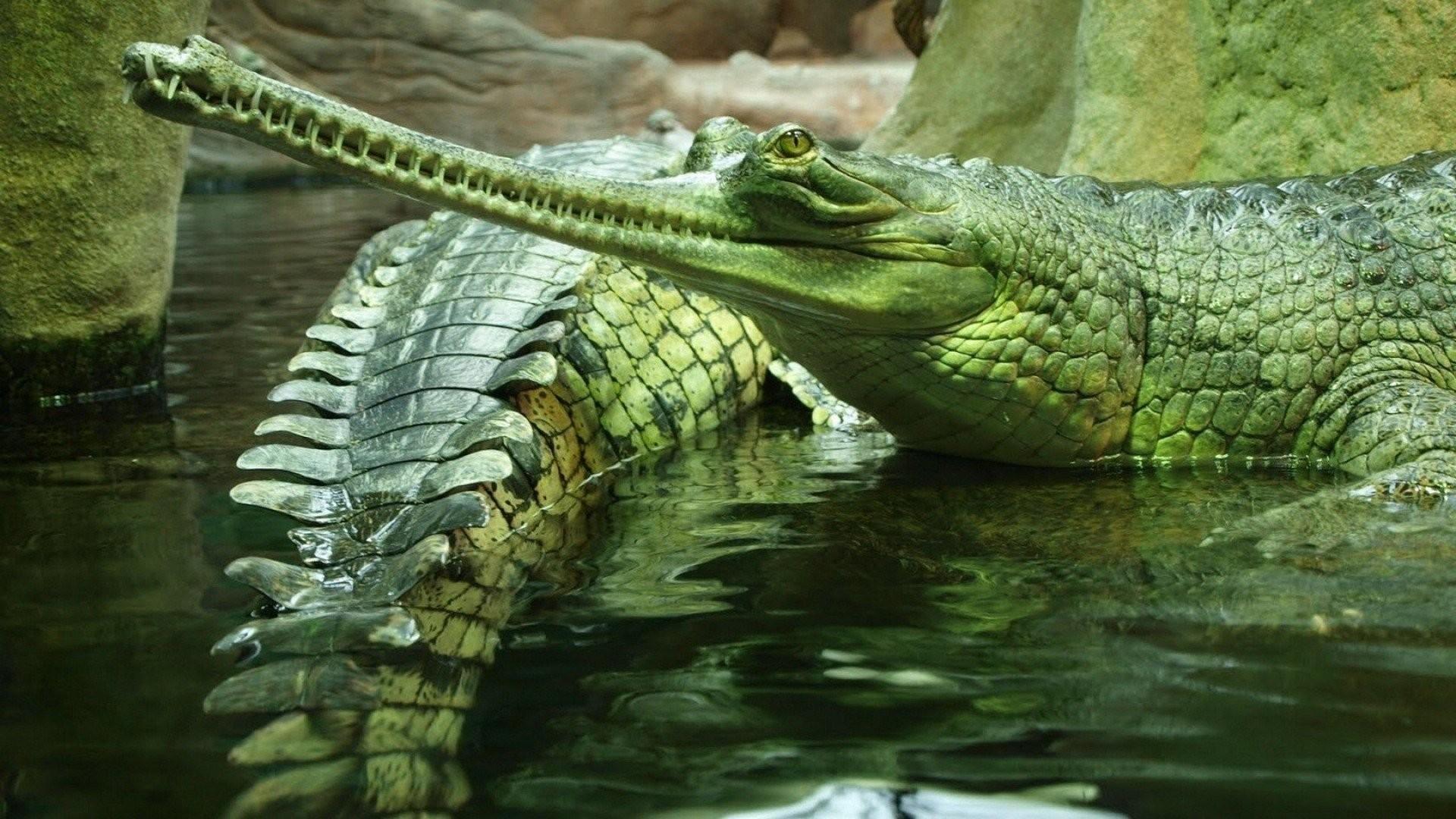 Crocodile Wallpaper