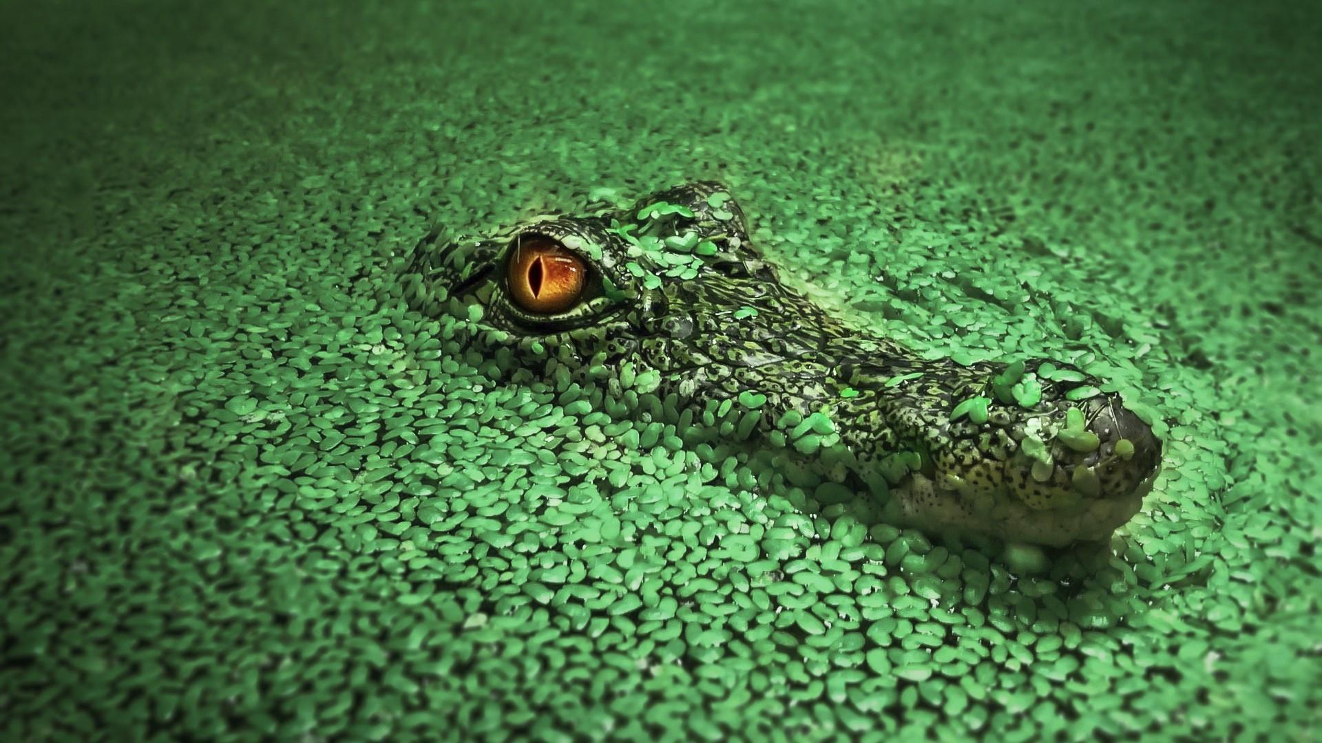 Nile Crocodile HD Wallpaper. Wallpaper Studio 10