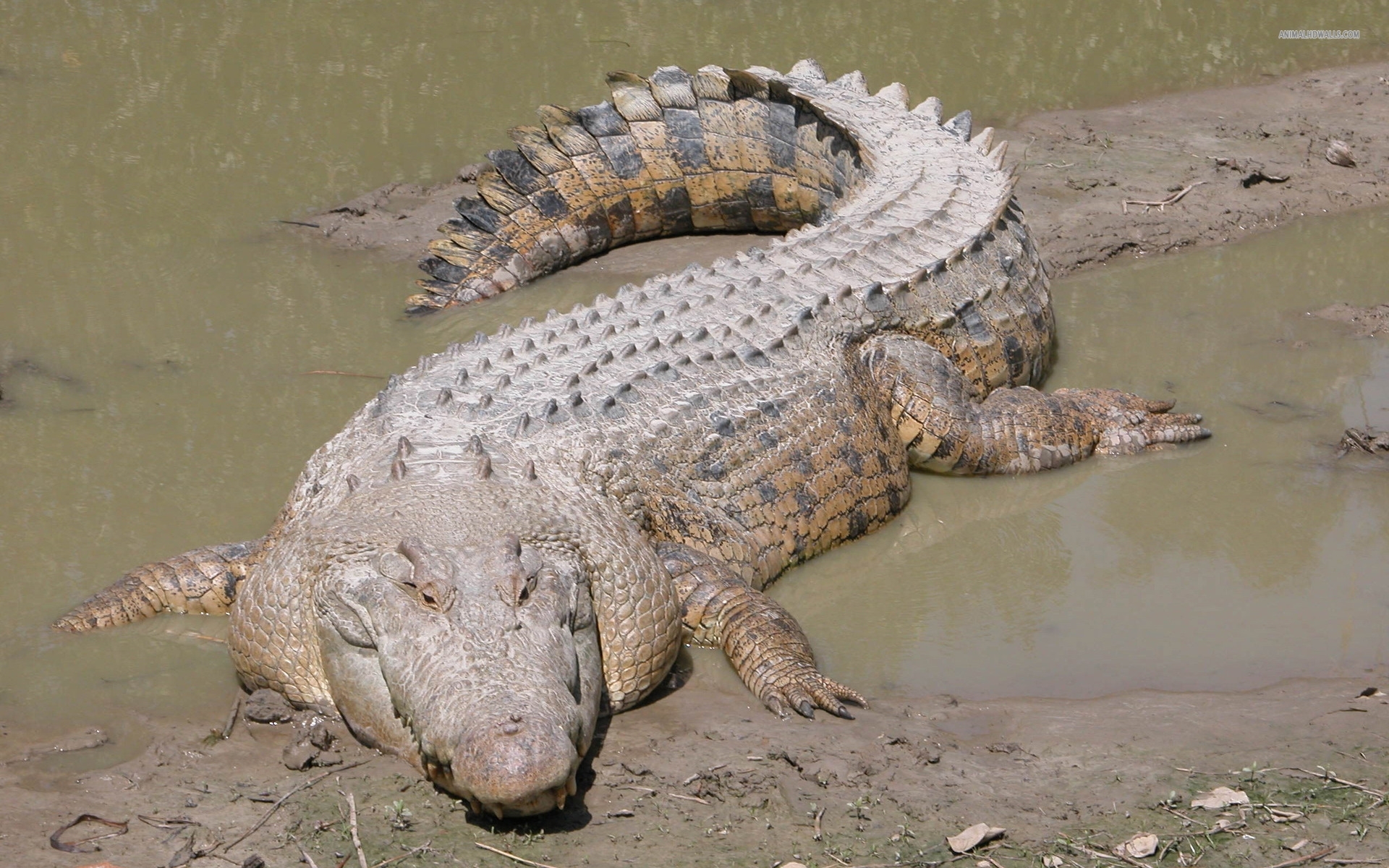 Crocodile HD Photo 1920x1200 (1371.31 KB)