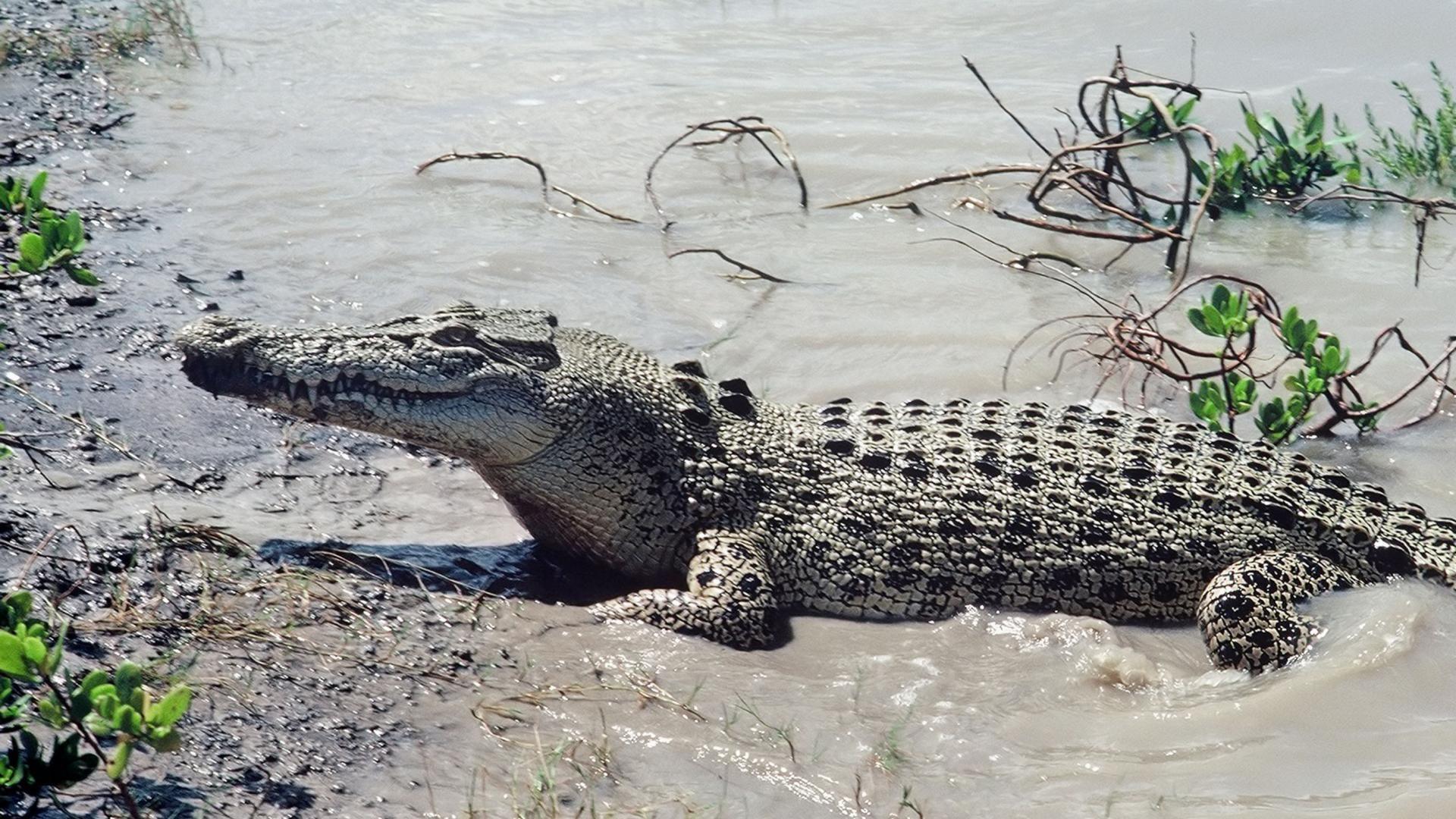 Saltwater crocodile HD Wallpaper (3). alligator. Crocodiles