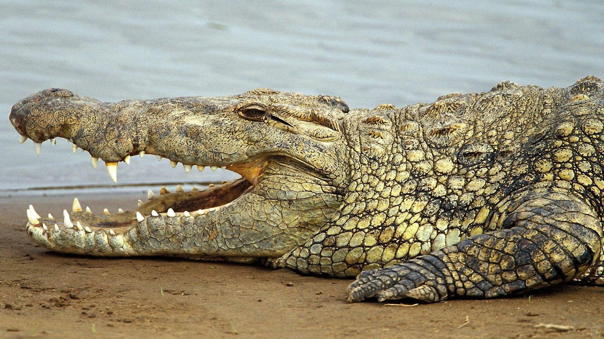 Recent Crocodile Picture. UWD48 High Resolution Wallpaper