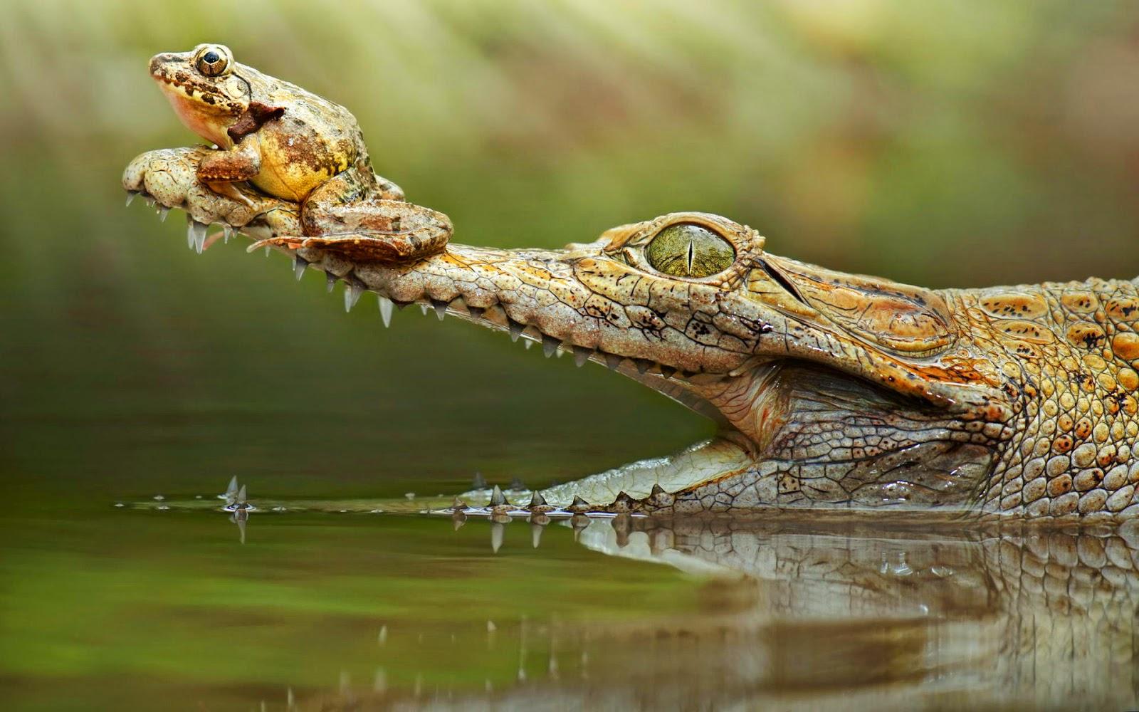 Crocodile With A Frog On His Snout. HD Crocodile Wallpaper