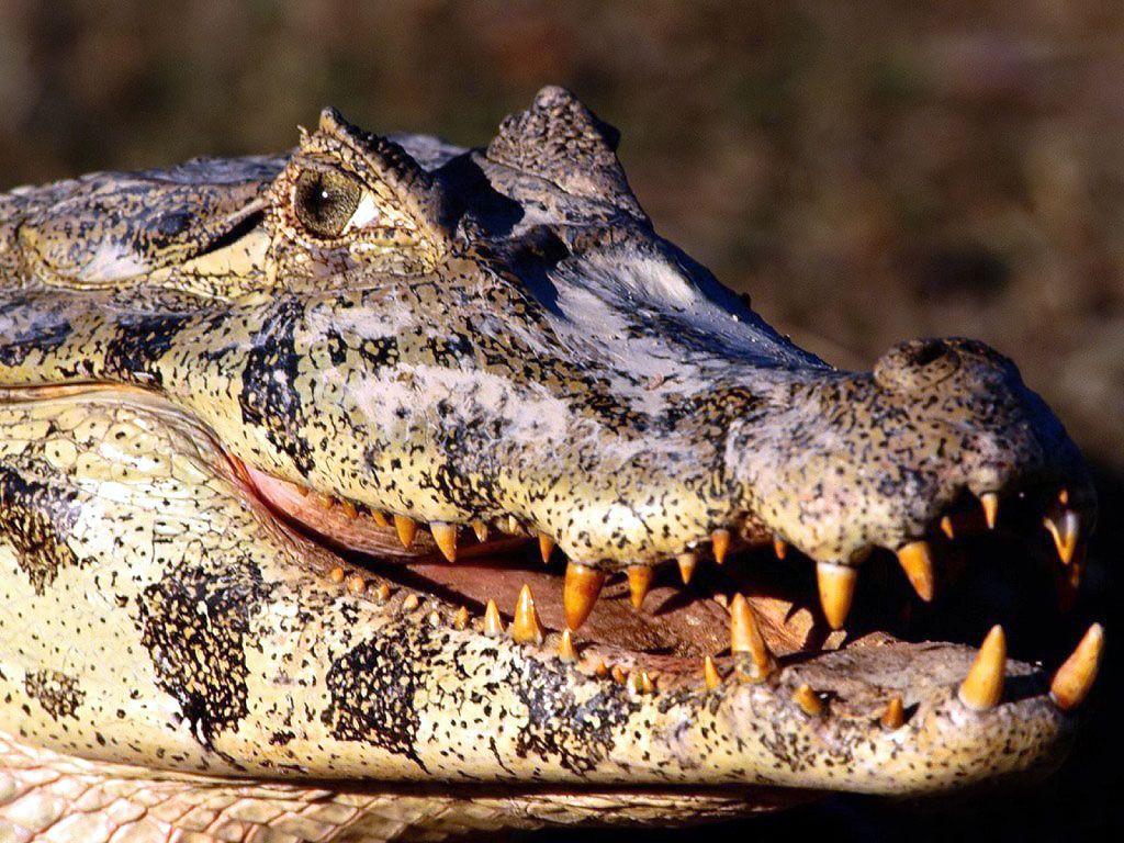 Crocodile HD Wallpaper Background Wallpaper 1920×1080 Crocodile