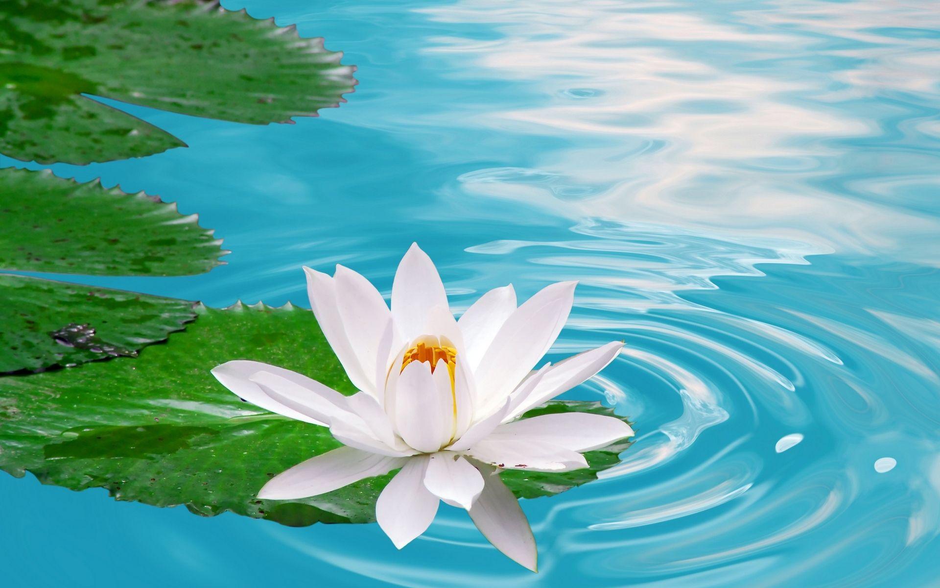 Lotus Flower Wallpaper Desktop. Natures Wallpaper