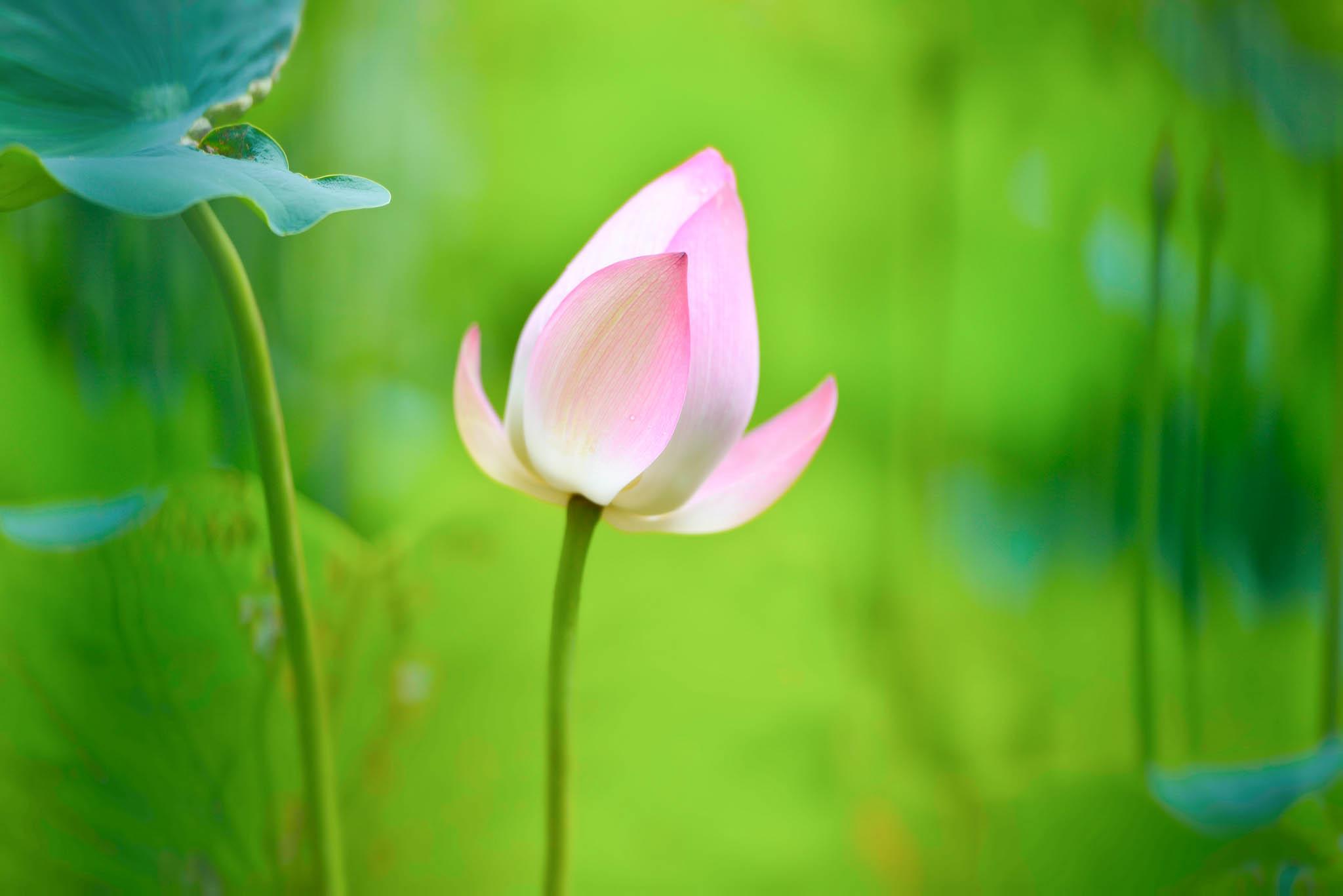 Lotus Flower Beautiful High Quality HD Wallpaper HD Wallpaper
