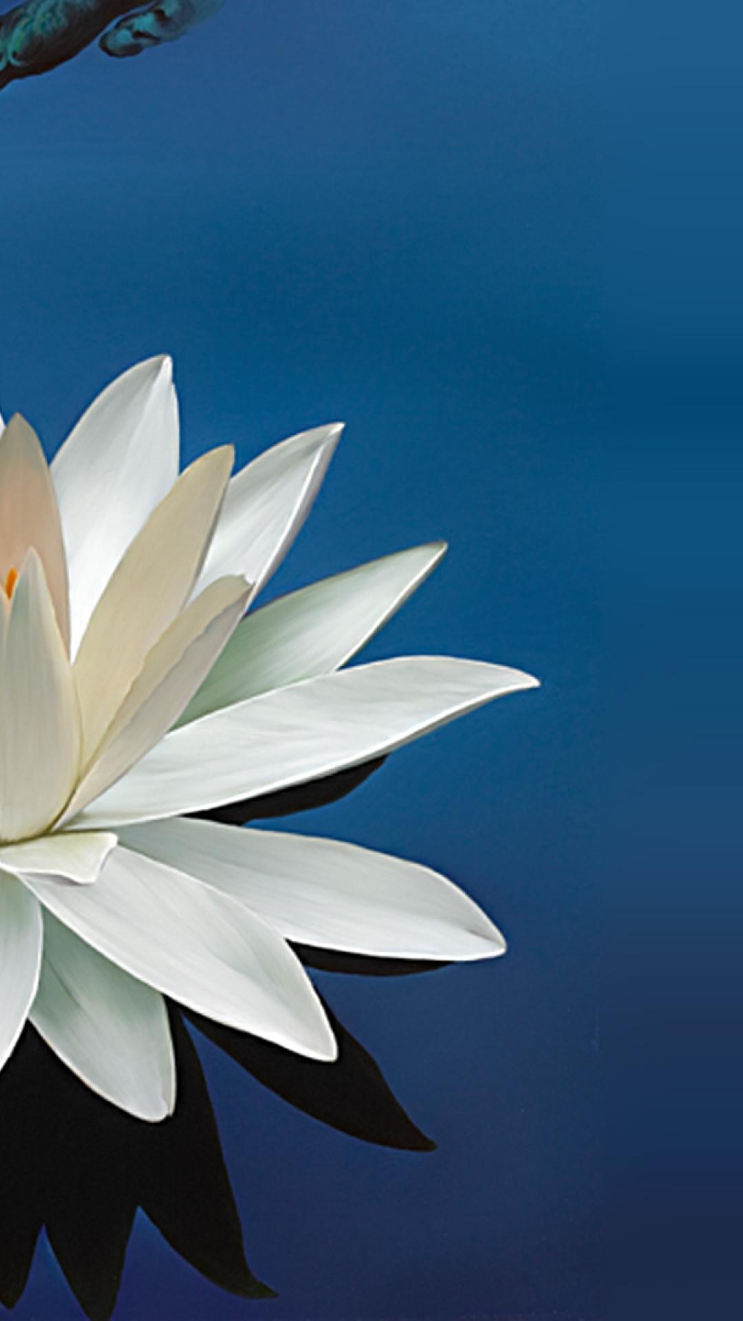 Most Beautiful Lotus Flowers Wallpaper