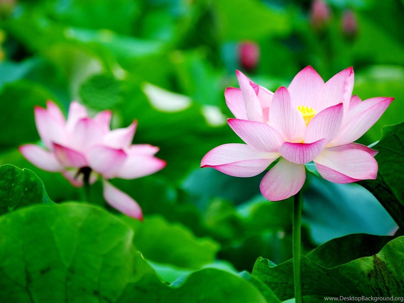 Lotus Flower Wallpaper Desktop Background