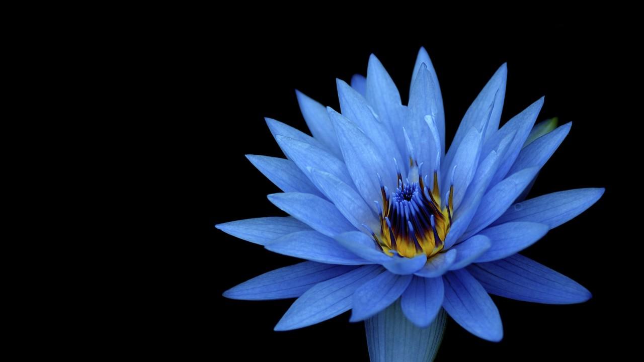 Wallpaper Blink of Lotus Wallpaper HD for Android, Windows