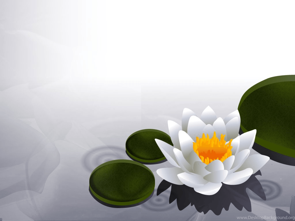 Lotus Wallpaper By Brontosaurus Desktop Background