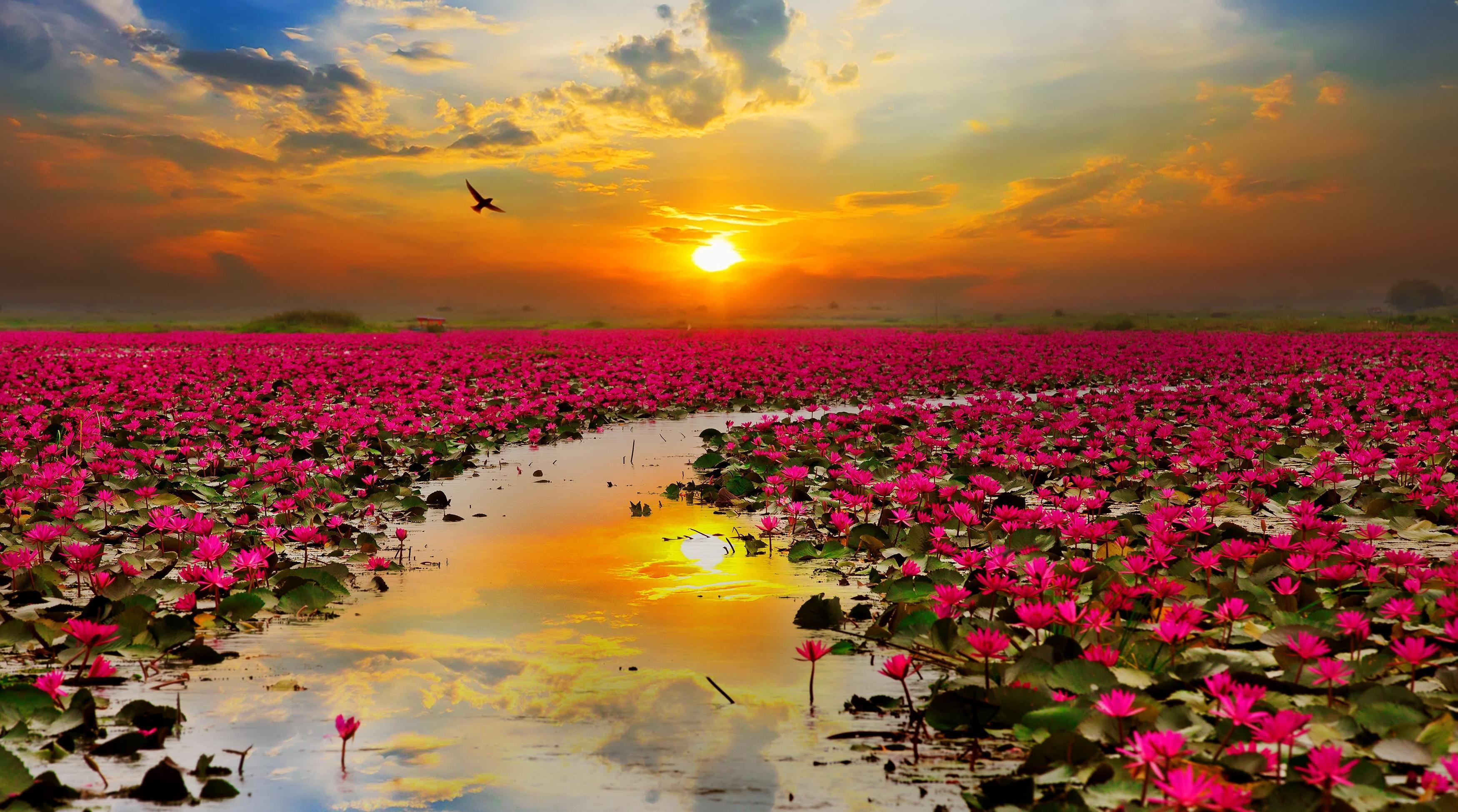 Pink Lotus Flowers in the Sunset HD Wallpaper. Background Image