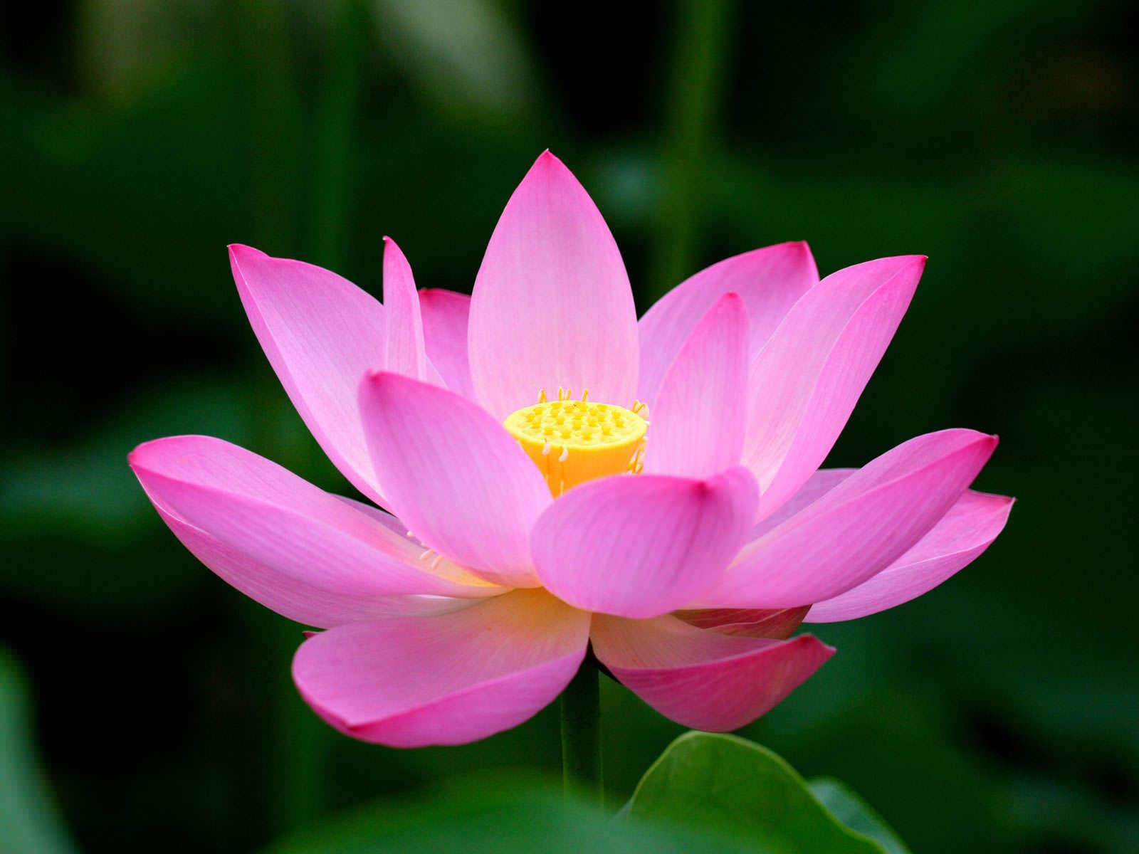 Beautiful Lotus Flower High Resolution Wallpaper. HD Wallpaper