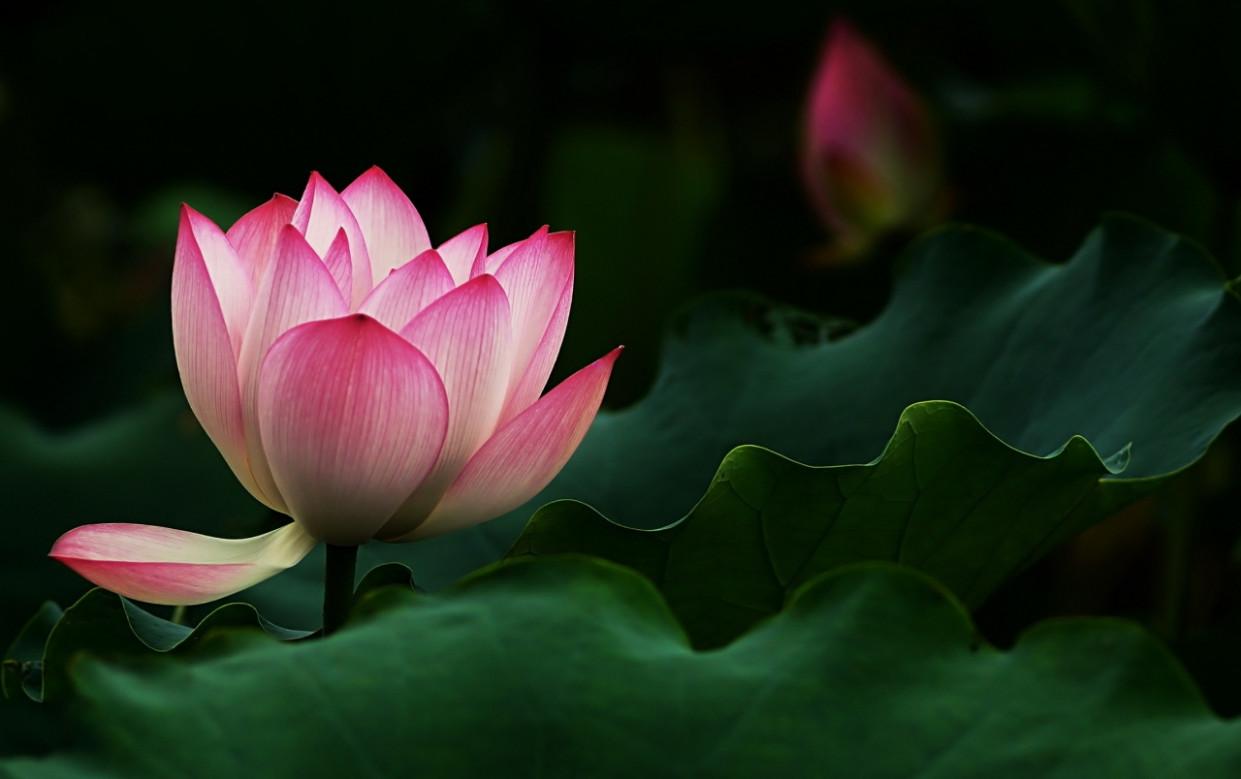 beautiful lotus flower HD wallpaper one HD wallpaper picture