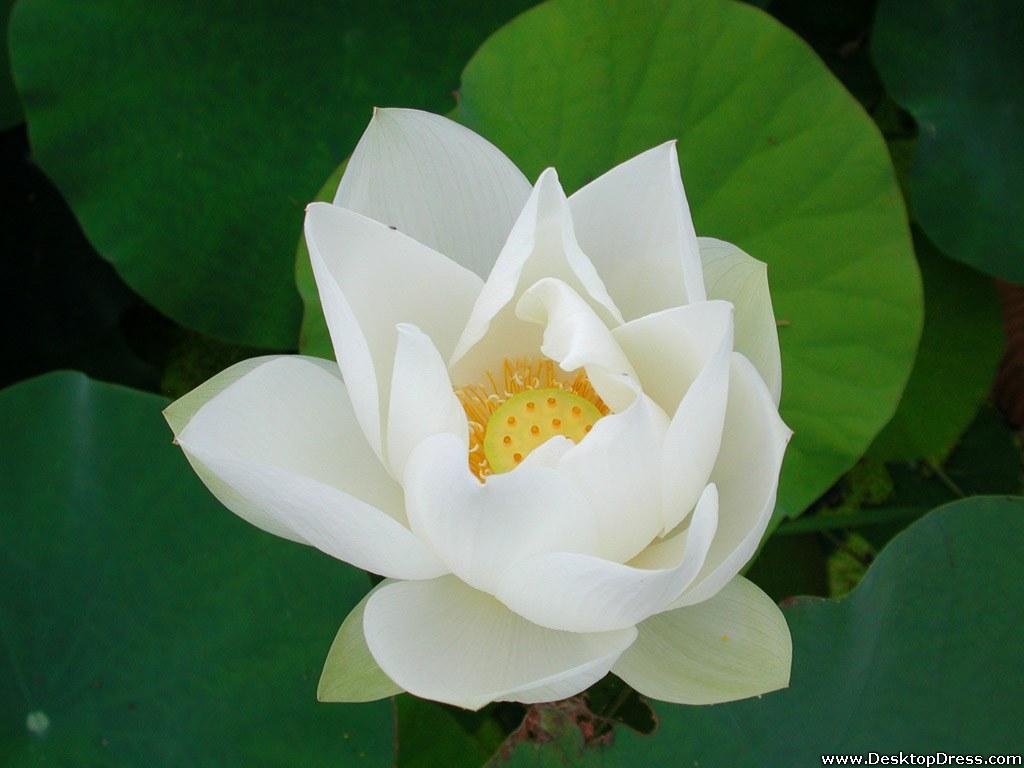 Desktop Wallpaper Flowers Background White Lotus