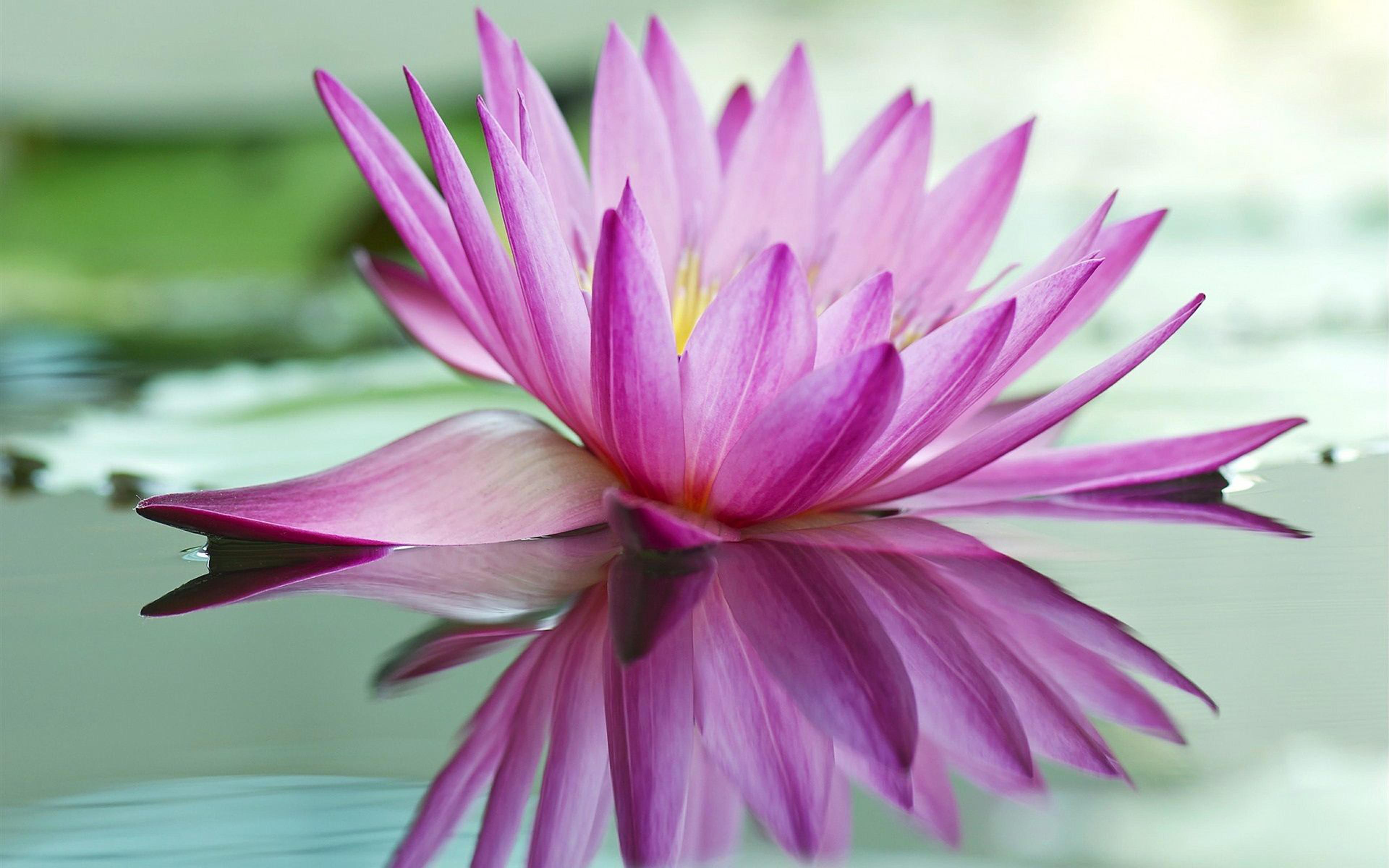 Pink Lotus Flower HD Wallpaper For Mobile Phones And Laptops