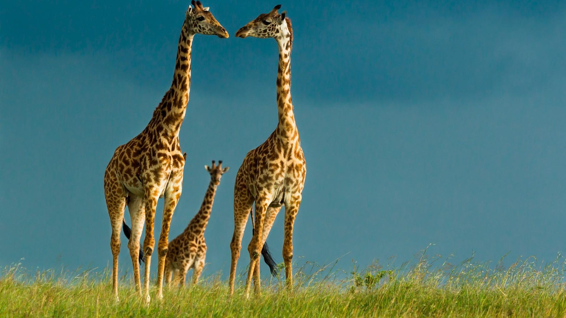 Amazing Giraffe Wallpaper Hd Picture. Kruger National Park
