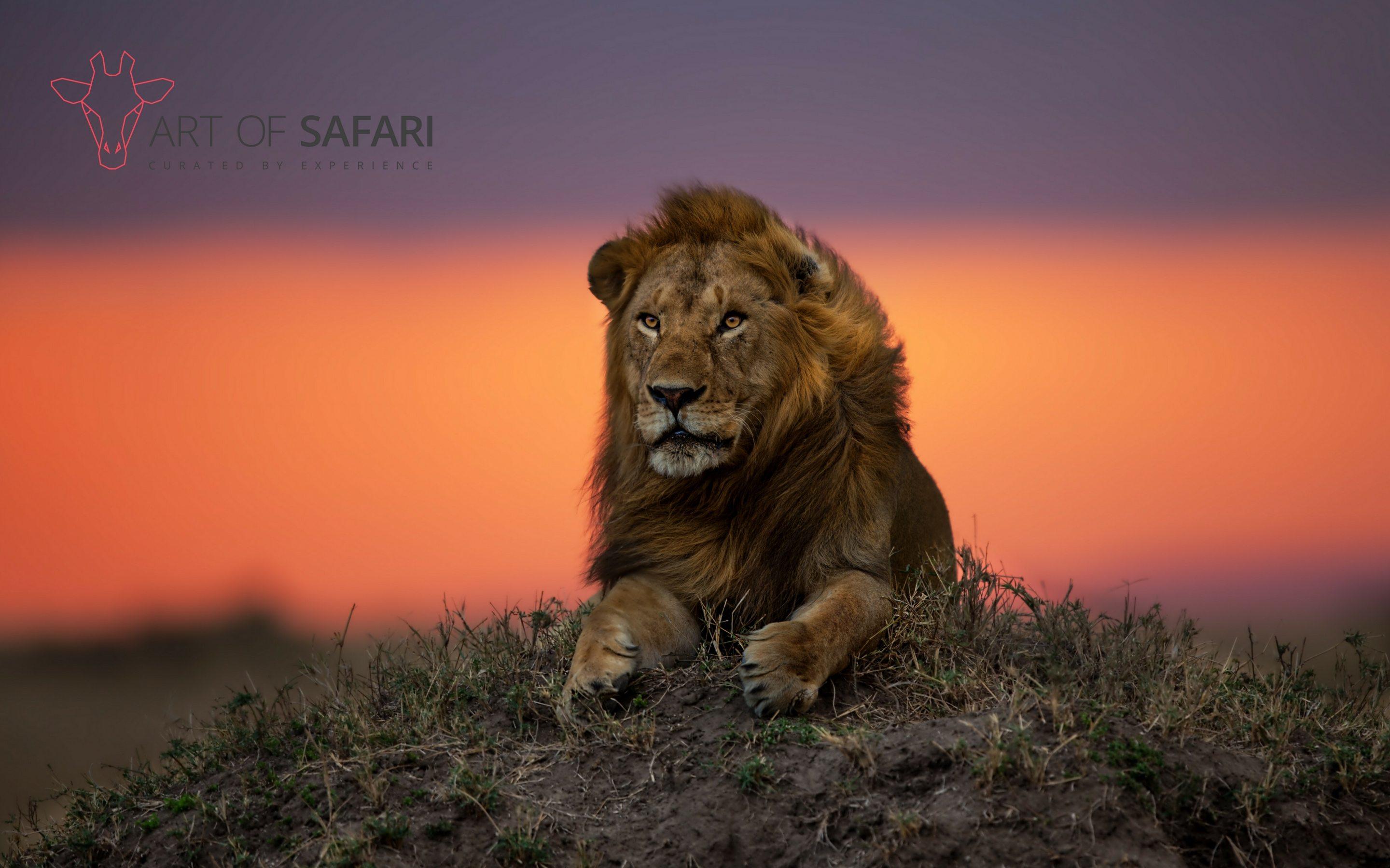 Wallpaper. A Lion At Sunset. Art Of Safari