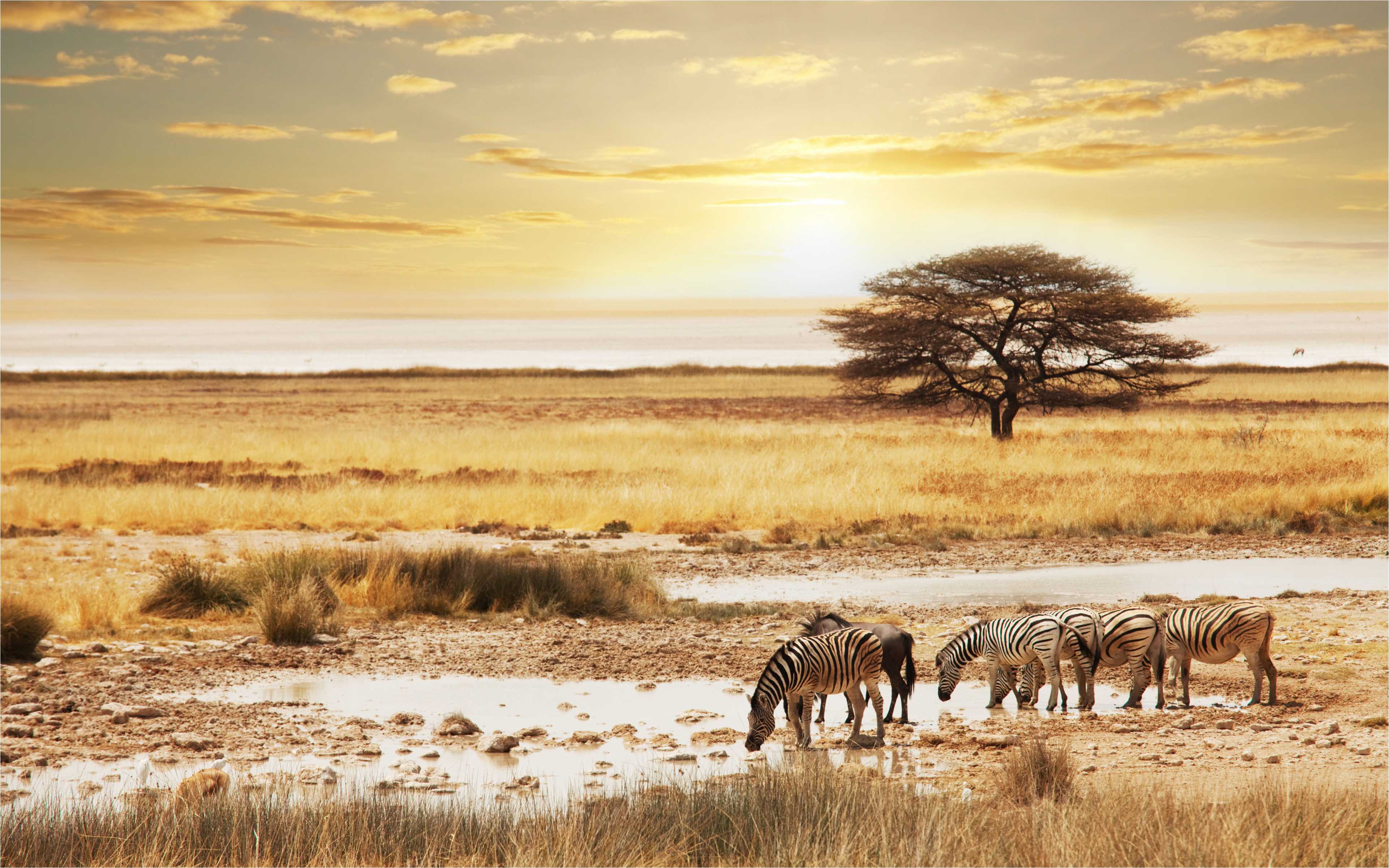 safari background image iphone