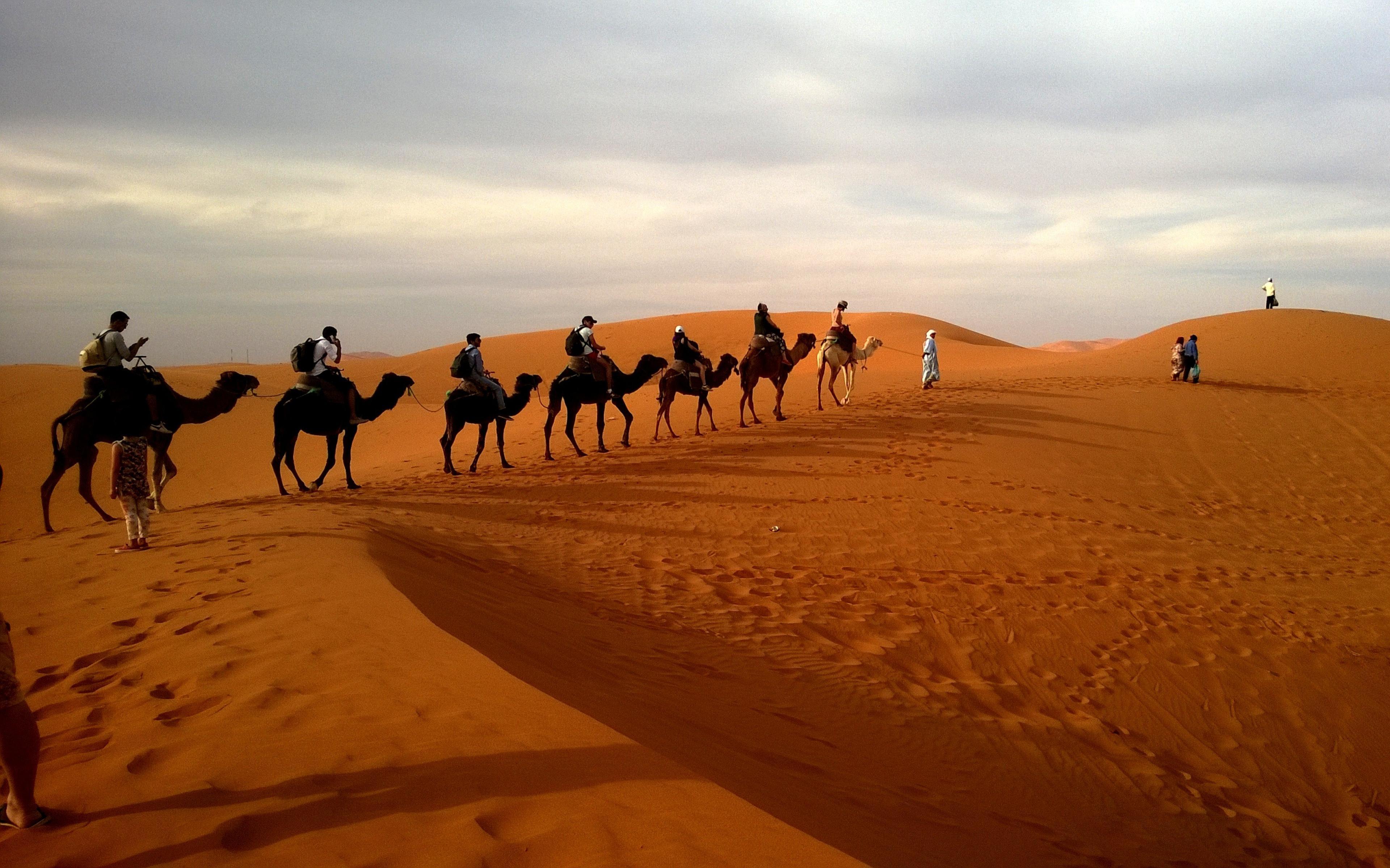 Camels Caravan Desert Safari Sand Dune Wallpaper