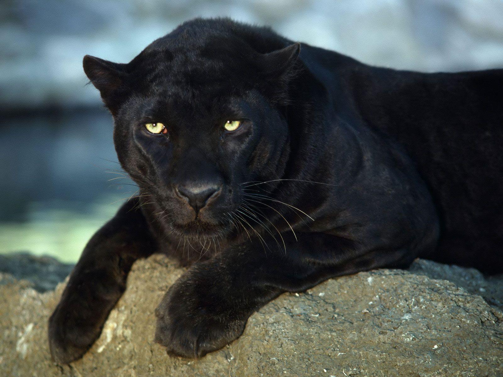 Black Panther Animal Wallpaper Free Black Panther Animal