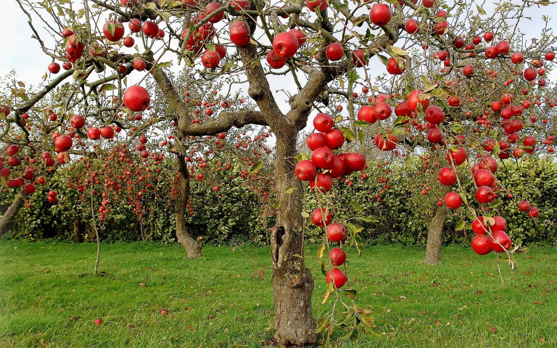 Apple Tree Wallpaper