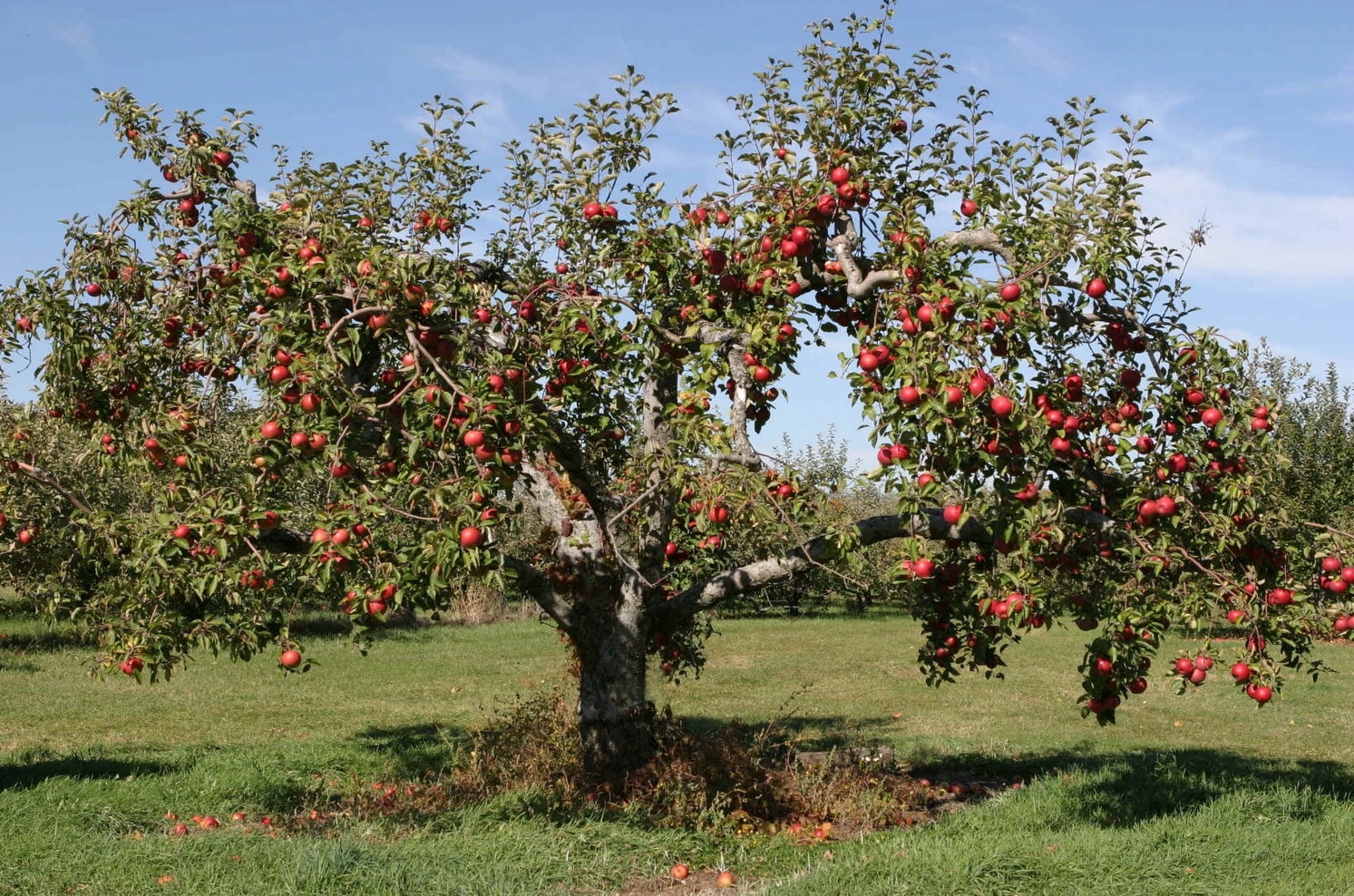 Apple Tree Wallpapers  Wallpaper Cave