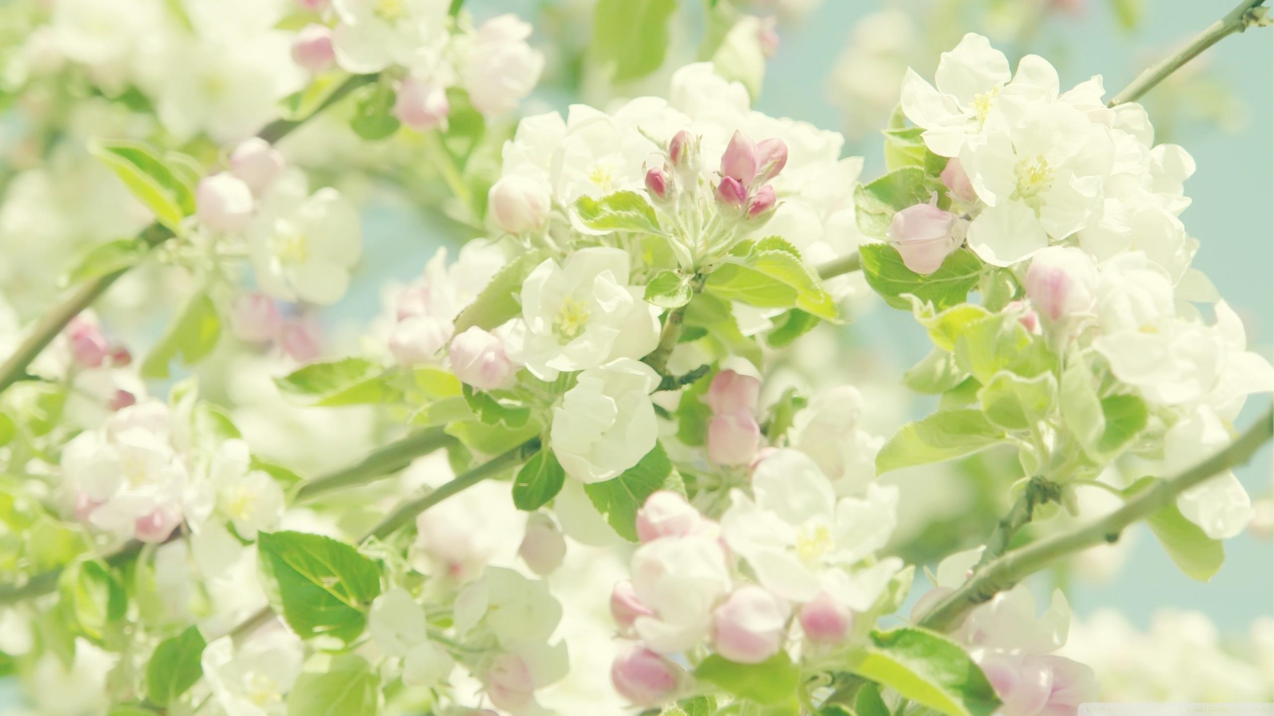 Blooming Apple Tree Ultra HD Desktop Background Wallpaper for 4K