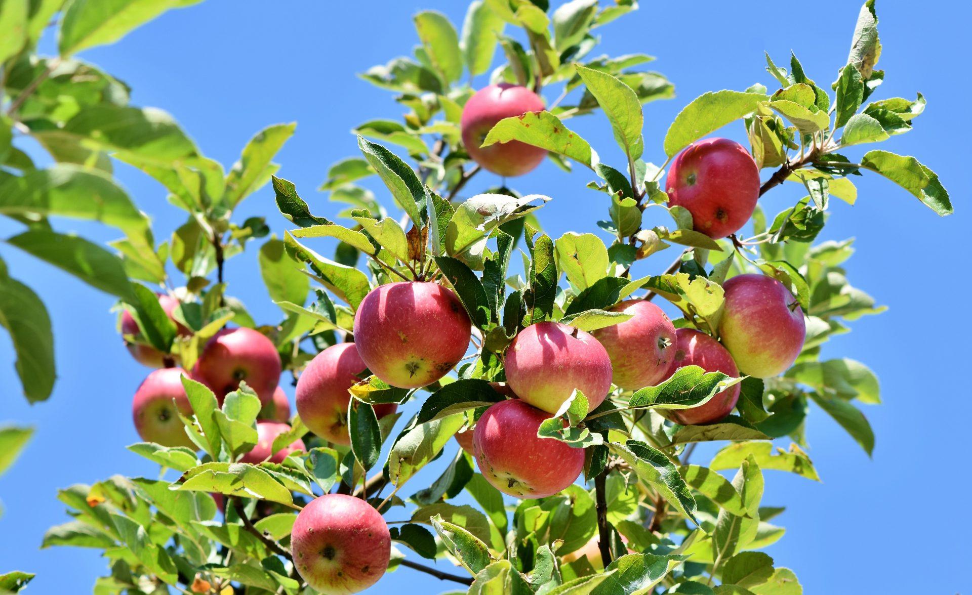 Apple Tree Wallpaper Download HD Image for Free