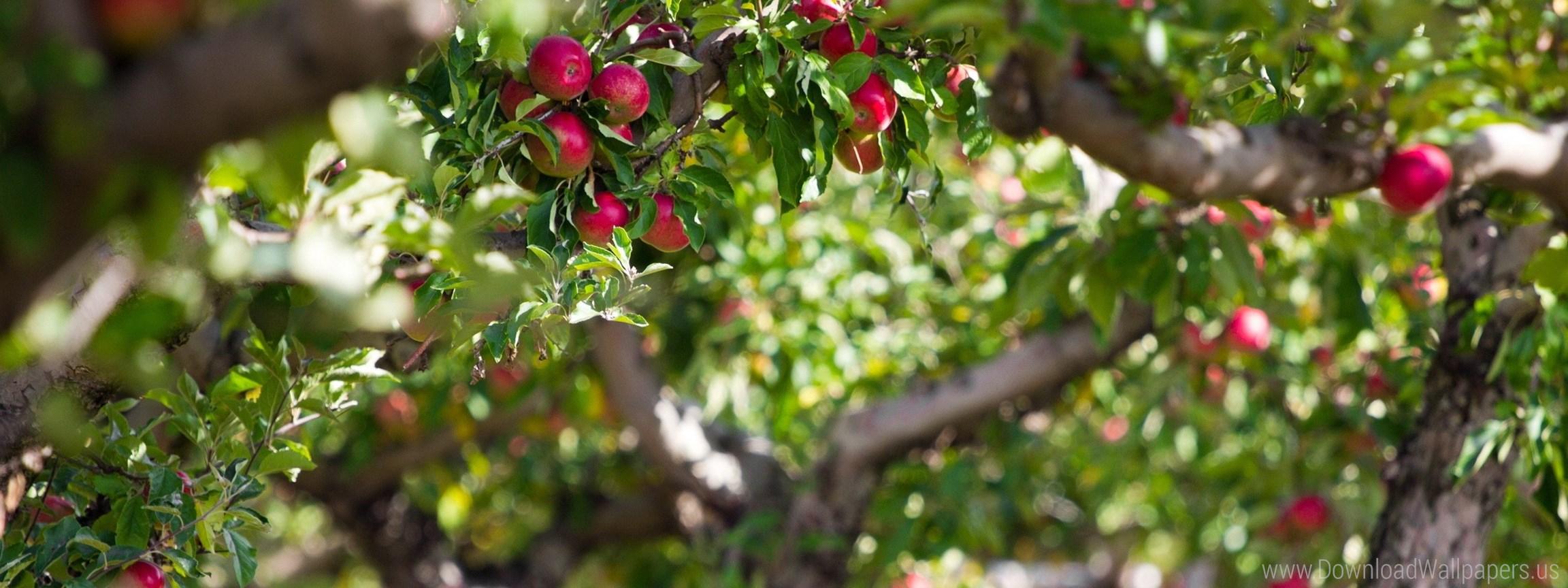 Download Dual Screen Wide 2304x864, Apples, Branches, Tree