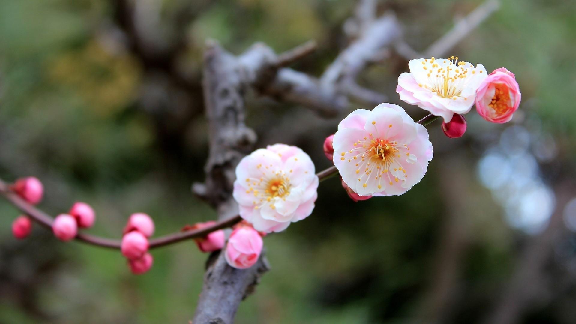 Blossoming apple tree wallpaper. PC