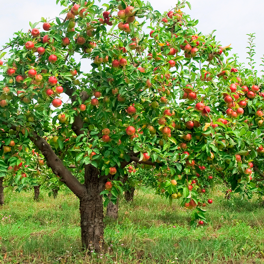Apple Tree Picture # 649x1000. All For Desktop