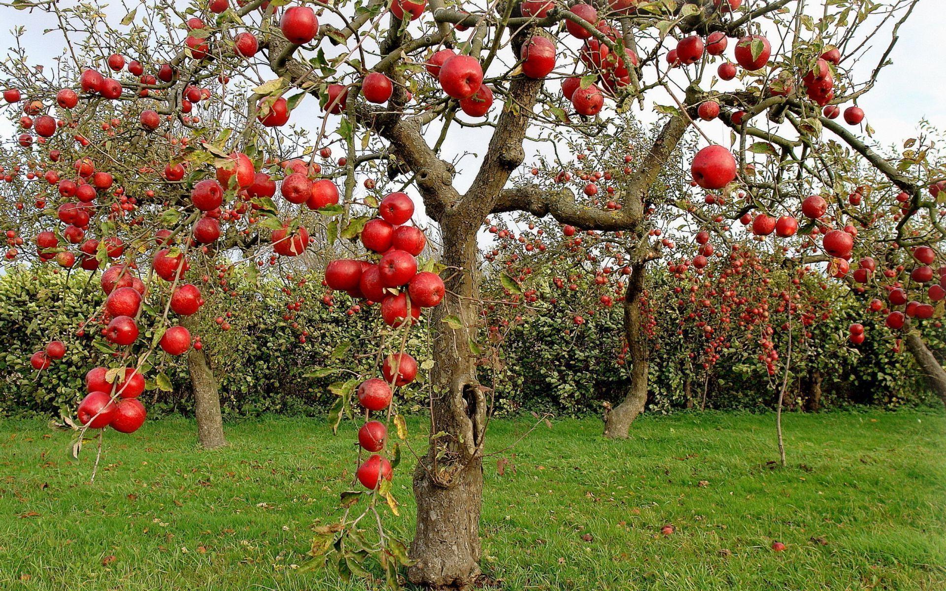 apple tree wallpapers