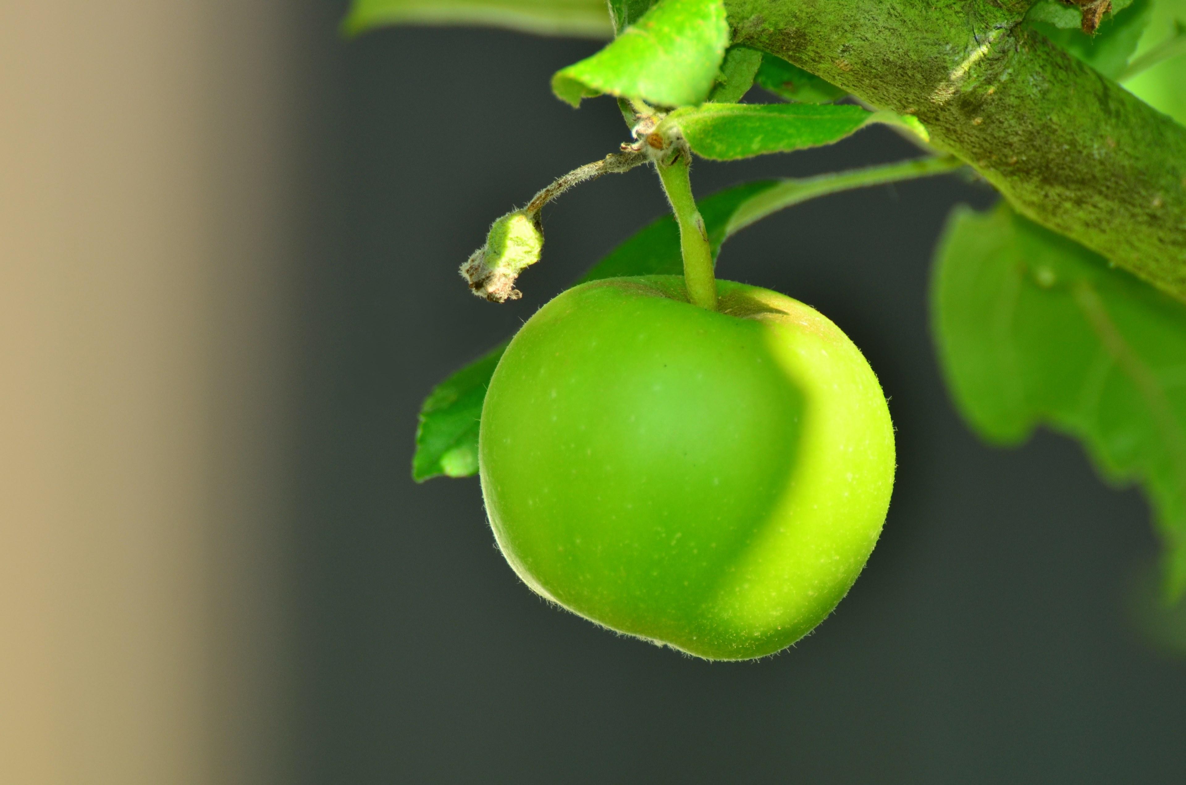 apple #green apple #tree #apple tree #kernobstgewaechs 4k wallpaper