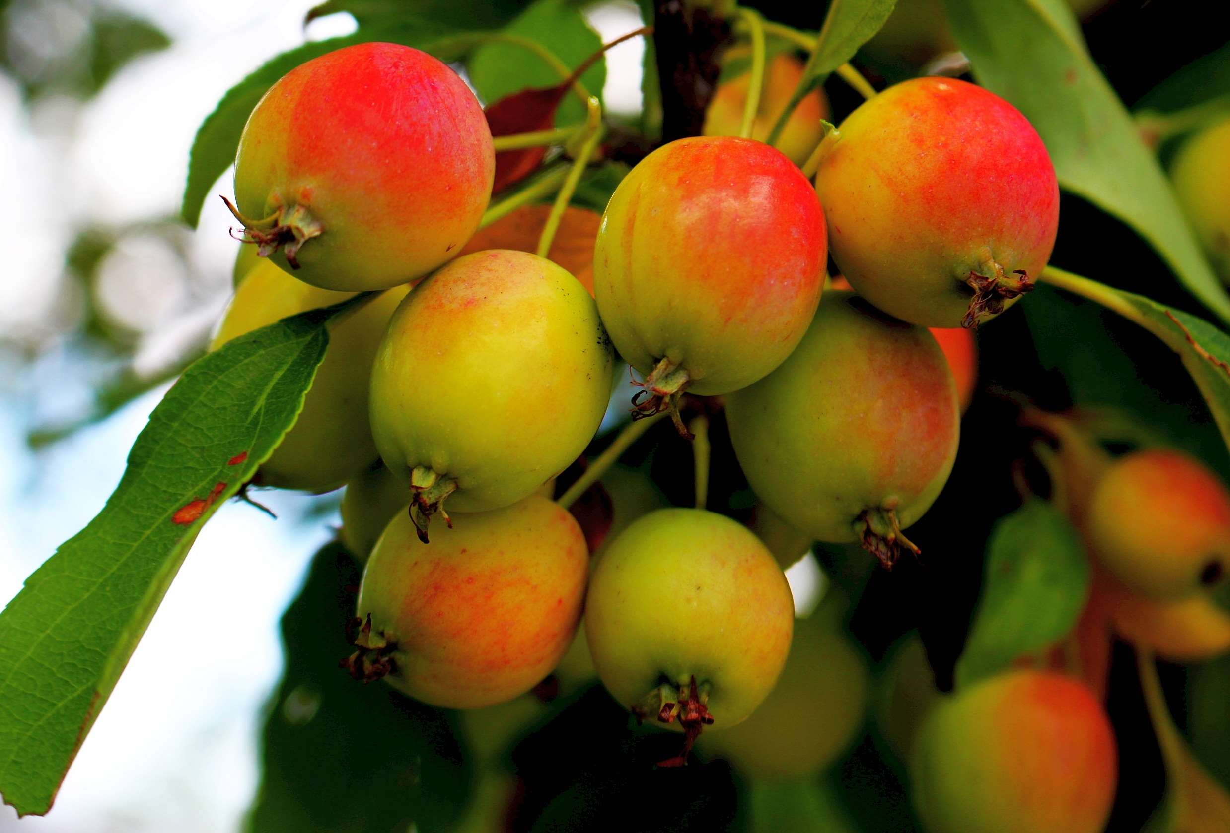 apple, apples, fruit, fruitful apple tree, nature, ripe fruit, sad