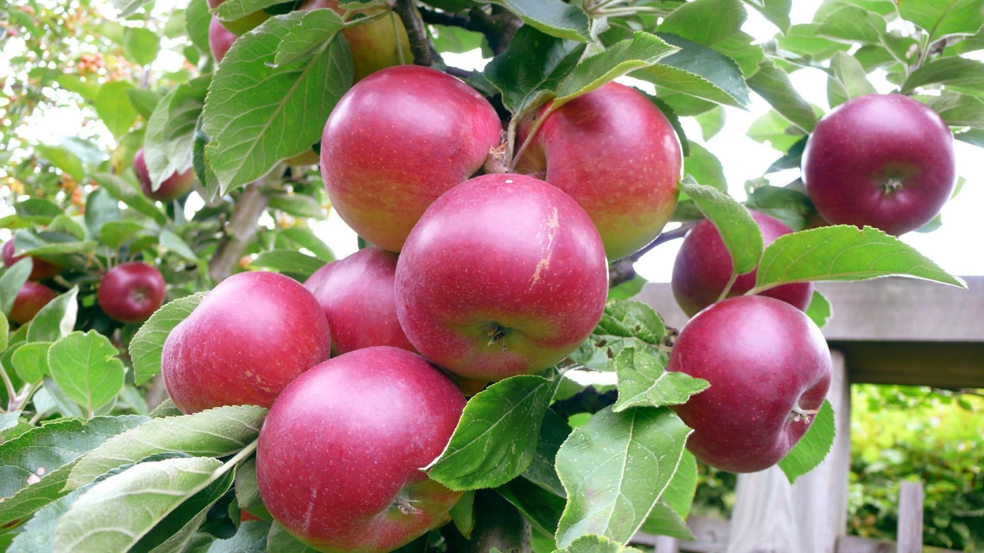 Red apples on the Apple tree. Android wallpaper for free